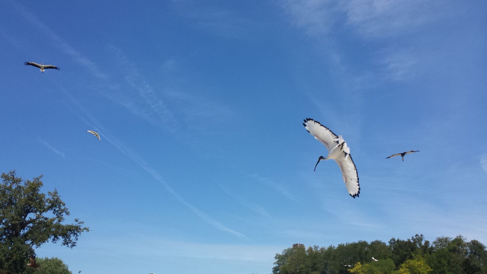 Samsung Galaxy S4 sample photo. Ibis, bird, zoo photography