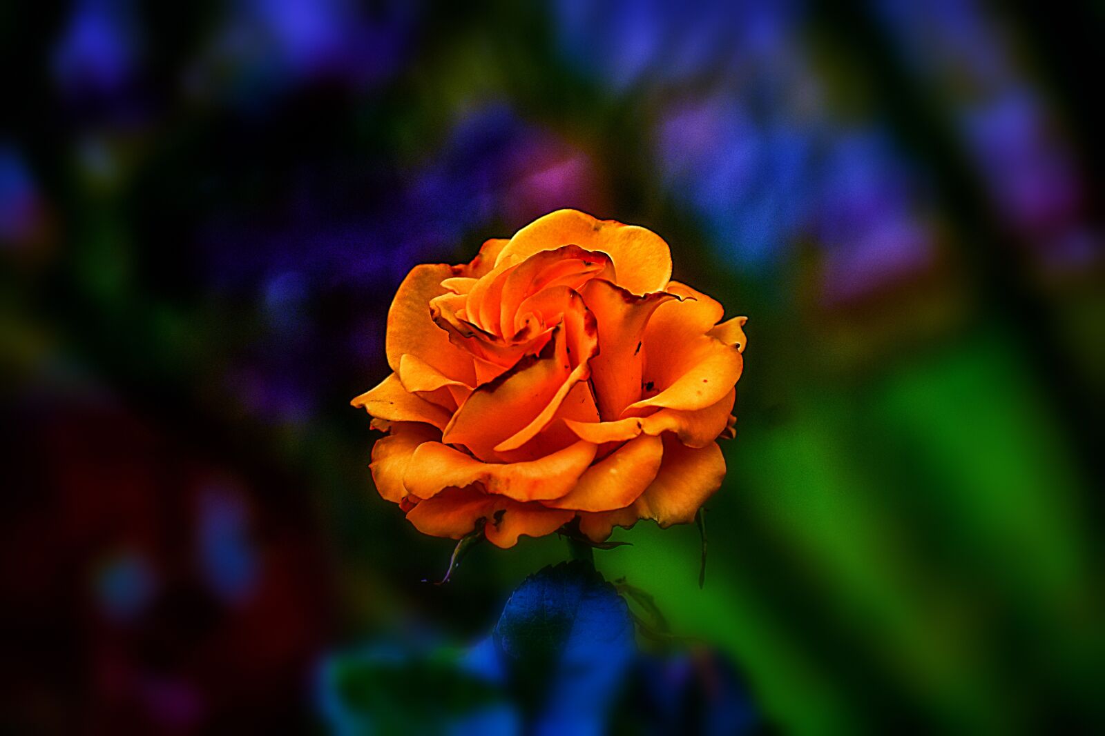 Nikon D3400 sample photo. Flower, nature, romantic photography