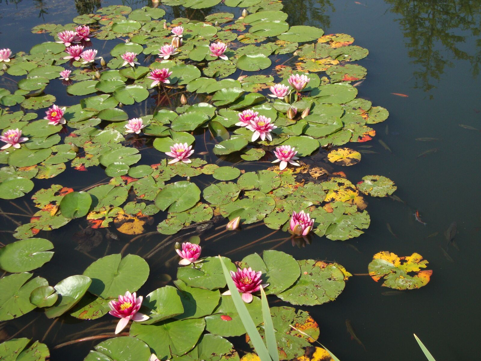 Sony DSC-W210 sample photo. Water lilies, pond, aquatic photography