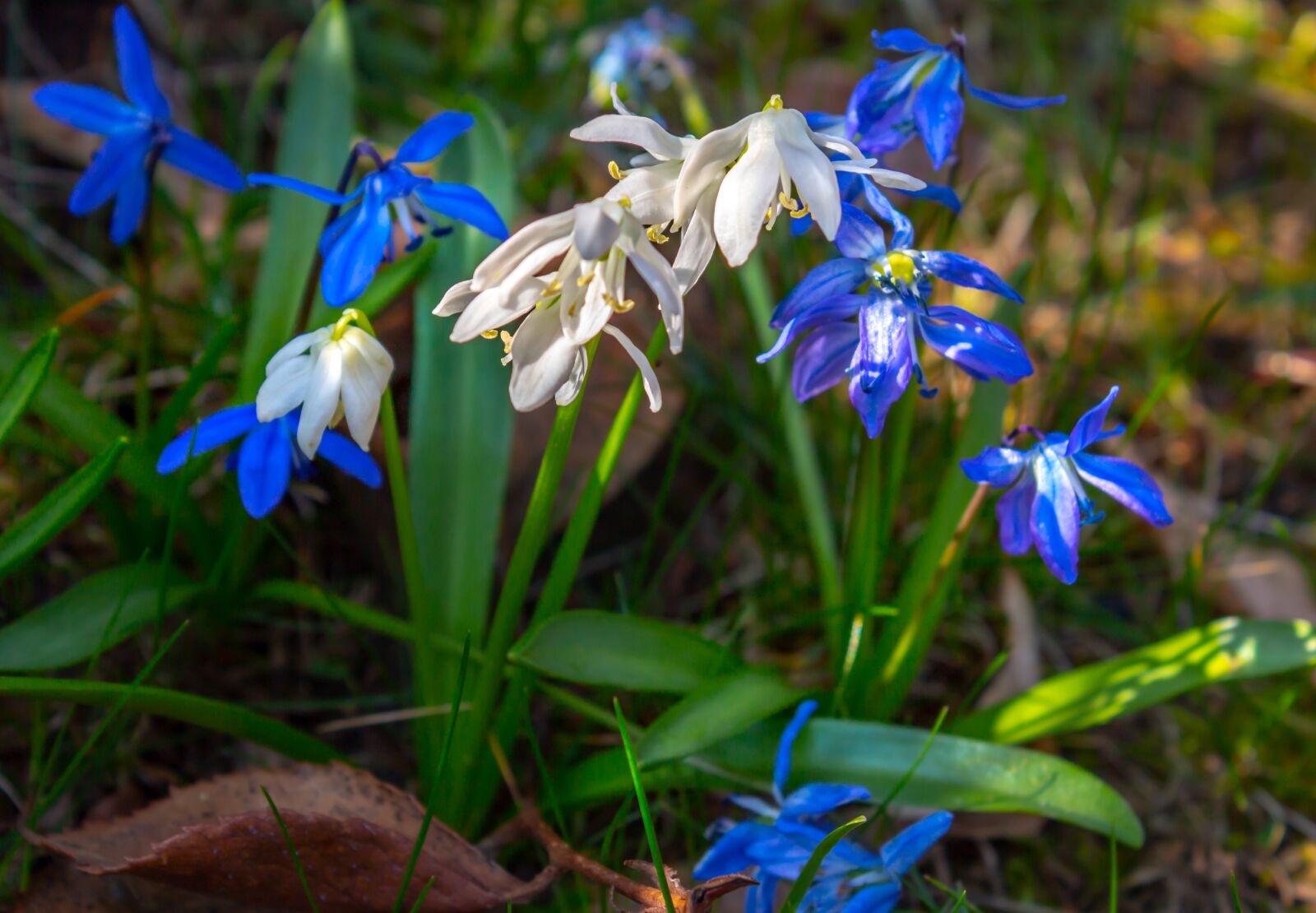 Canon EOS 650D (EOS Rebel T4i / EOS Kiss X6i) sample photo. Snowdrop, plant, nature photography