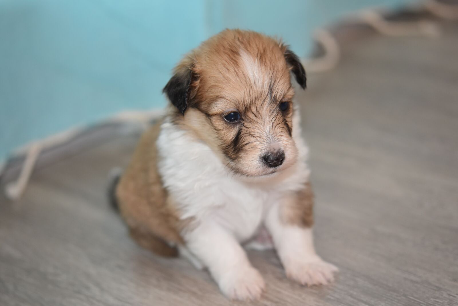 Nikon D5600 sample photo. Puppy, pup, puppy sitting photography