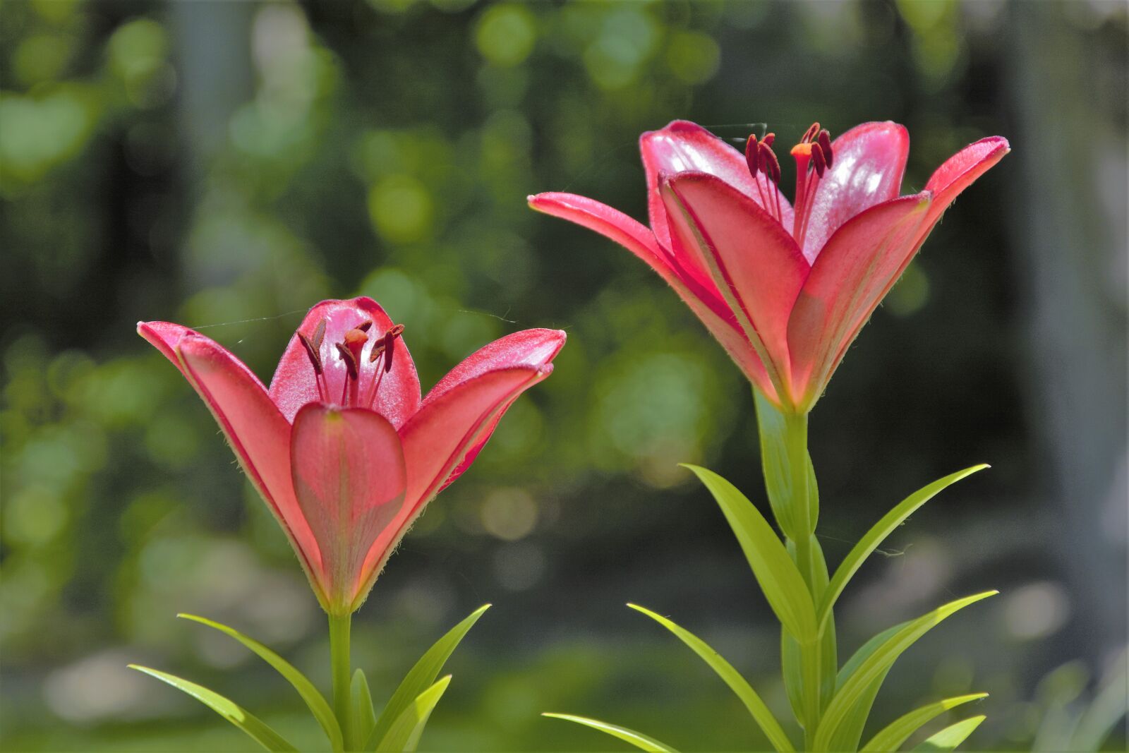 Nikon D7100 sample photo. Flowers, lilies, pink photography