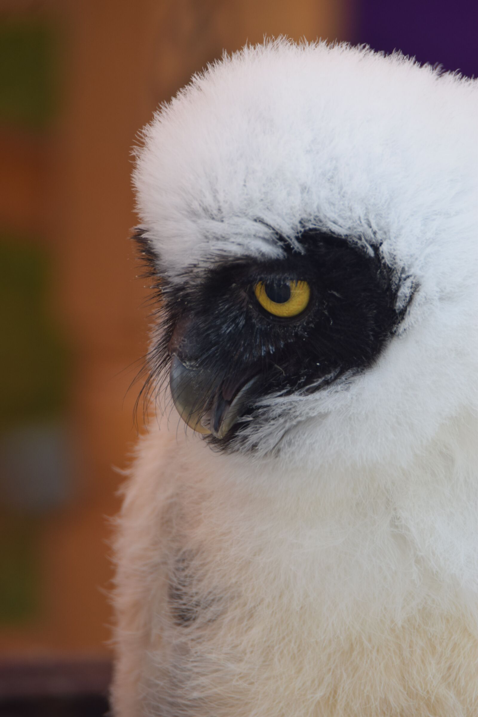 Nikon D5300 sample photo. Animal, face, funny photography