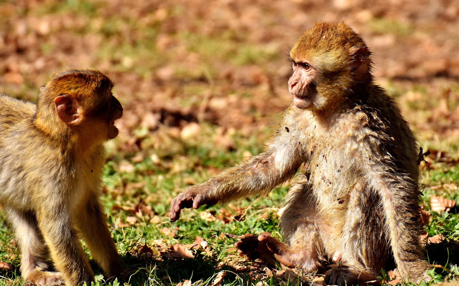 Nikon D7200 sample photo. Berber monkeys, play, cute photography
