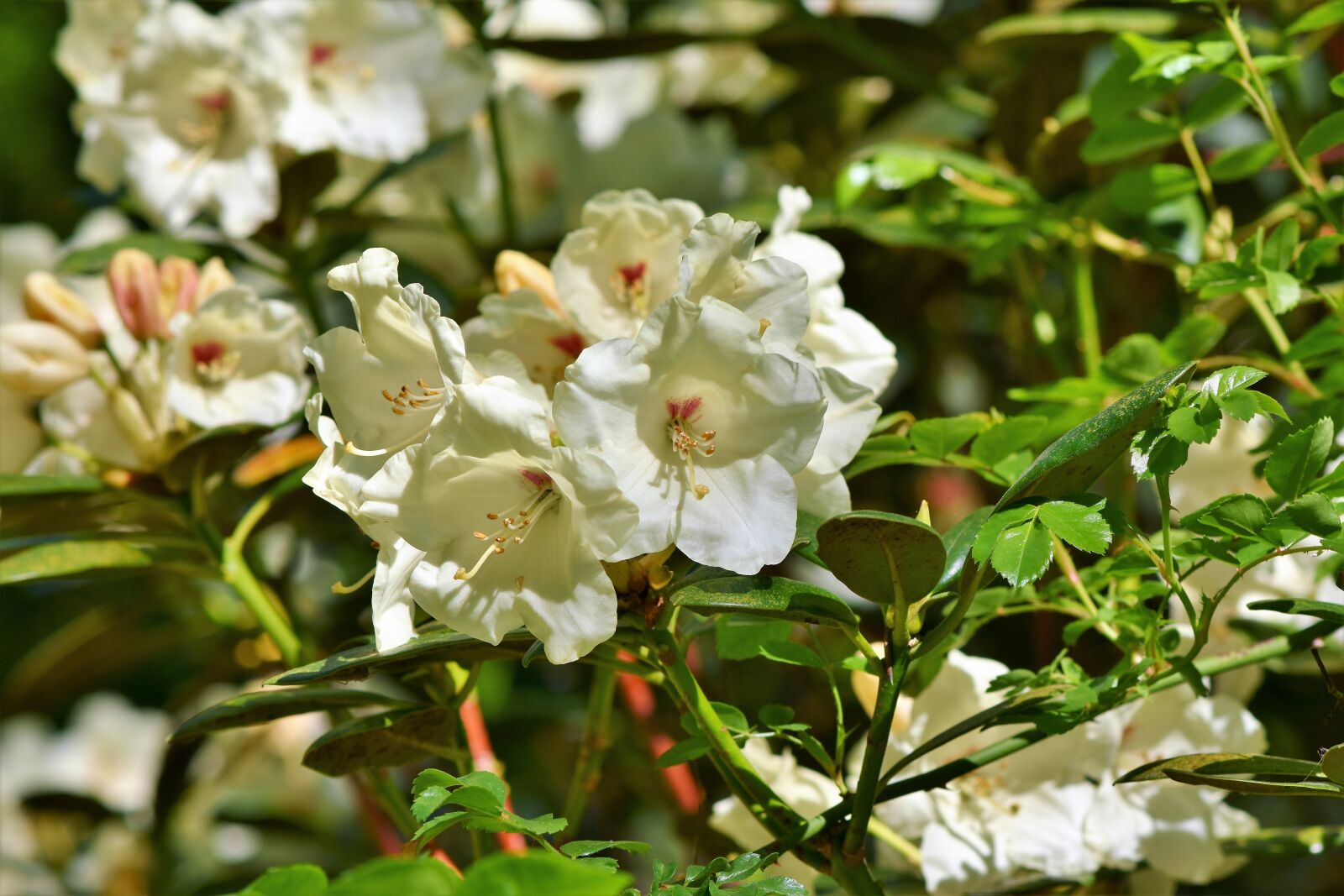 Nikon D7200 sample photo. Rhododendron, rhododendron buds, rhododendron photography