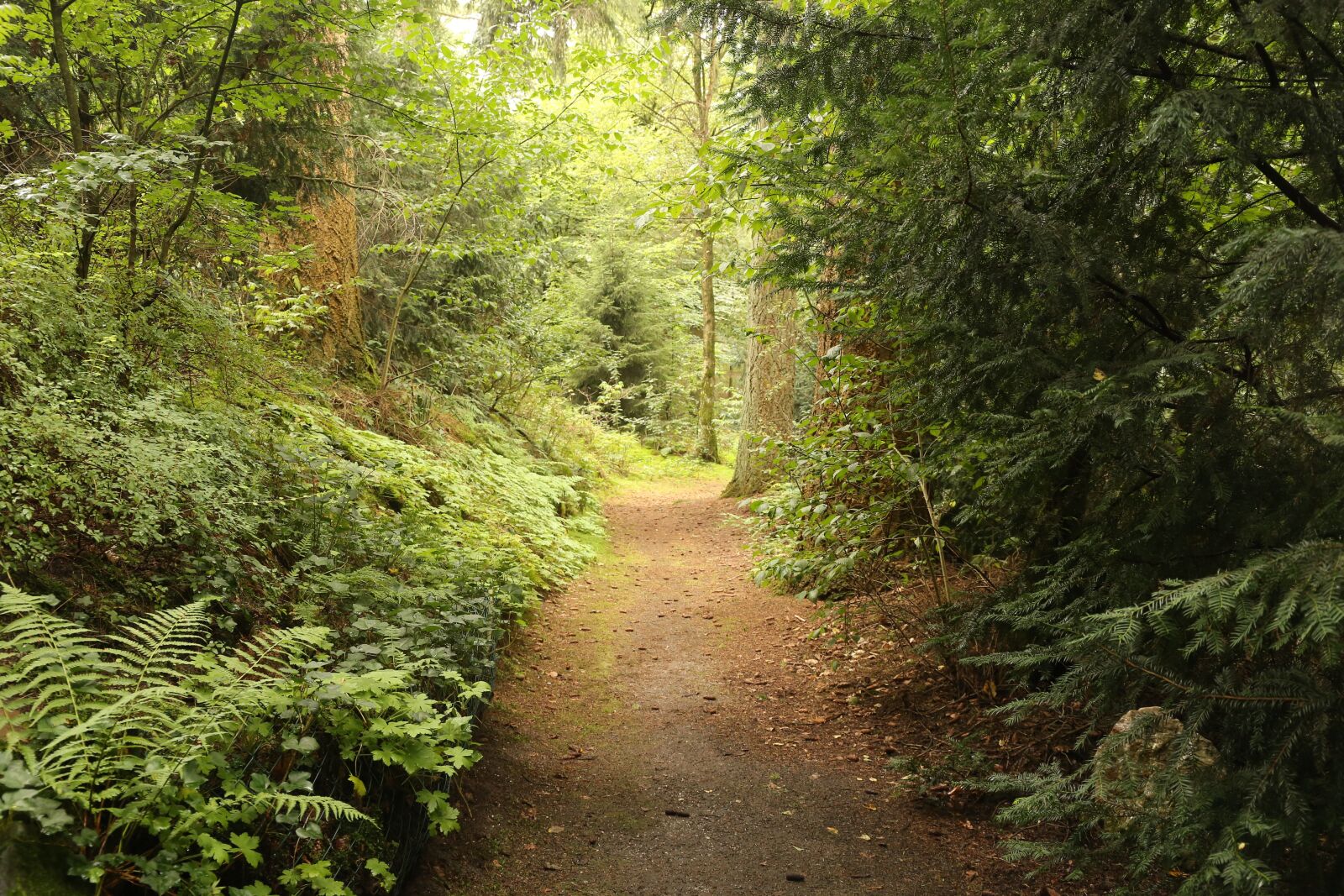 Canon EF 24-105mm F3.5-5.6 IS STM sample photo. Path, way, light photography