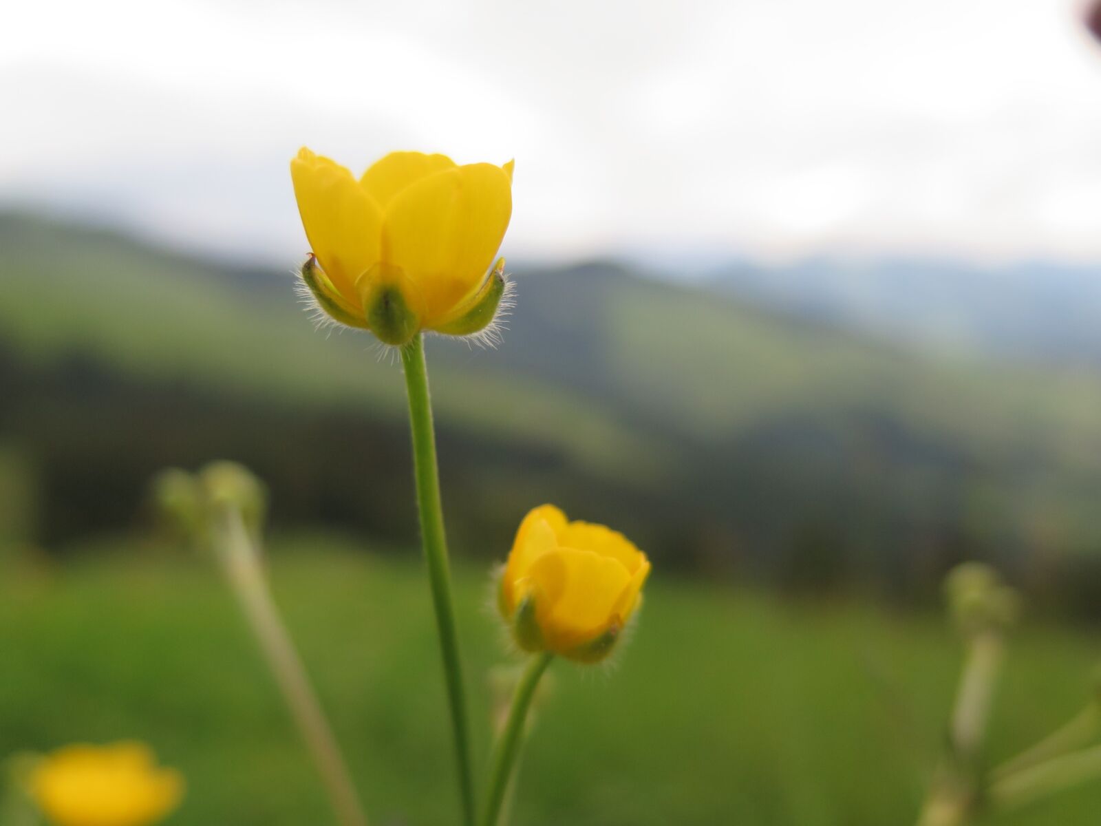 Canon PowerShot G16 sample photo. Flowers, mountains, yellow, yellow photography