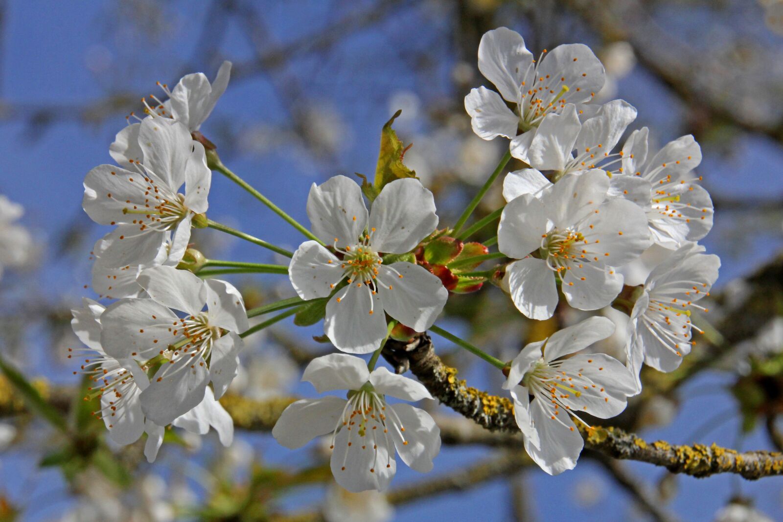 Canon EOS 60D sample photo. Flower, tree, plant photography