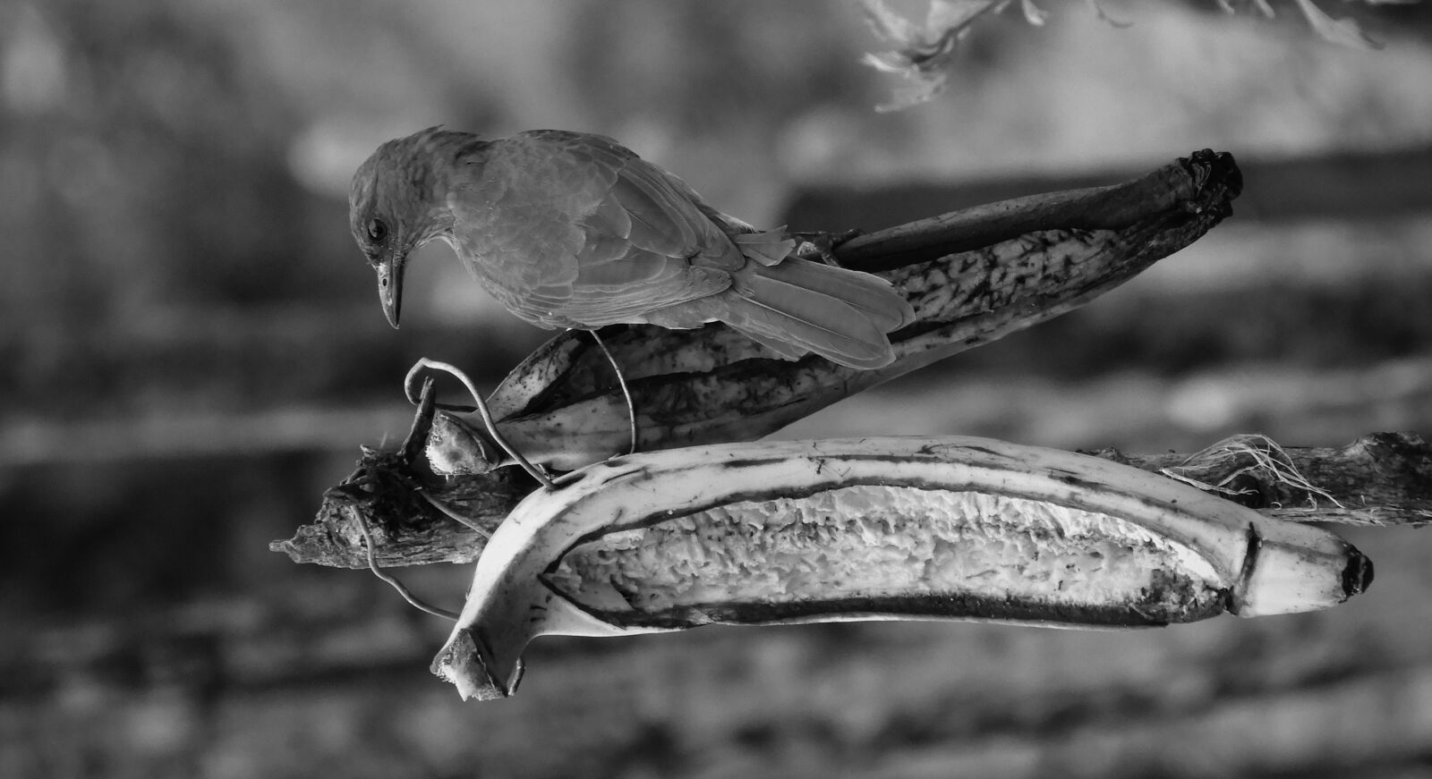 Nikon Coolpix B700 sample photo. Black and white, bird photography