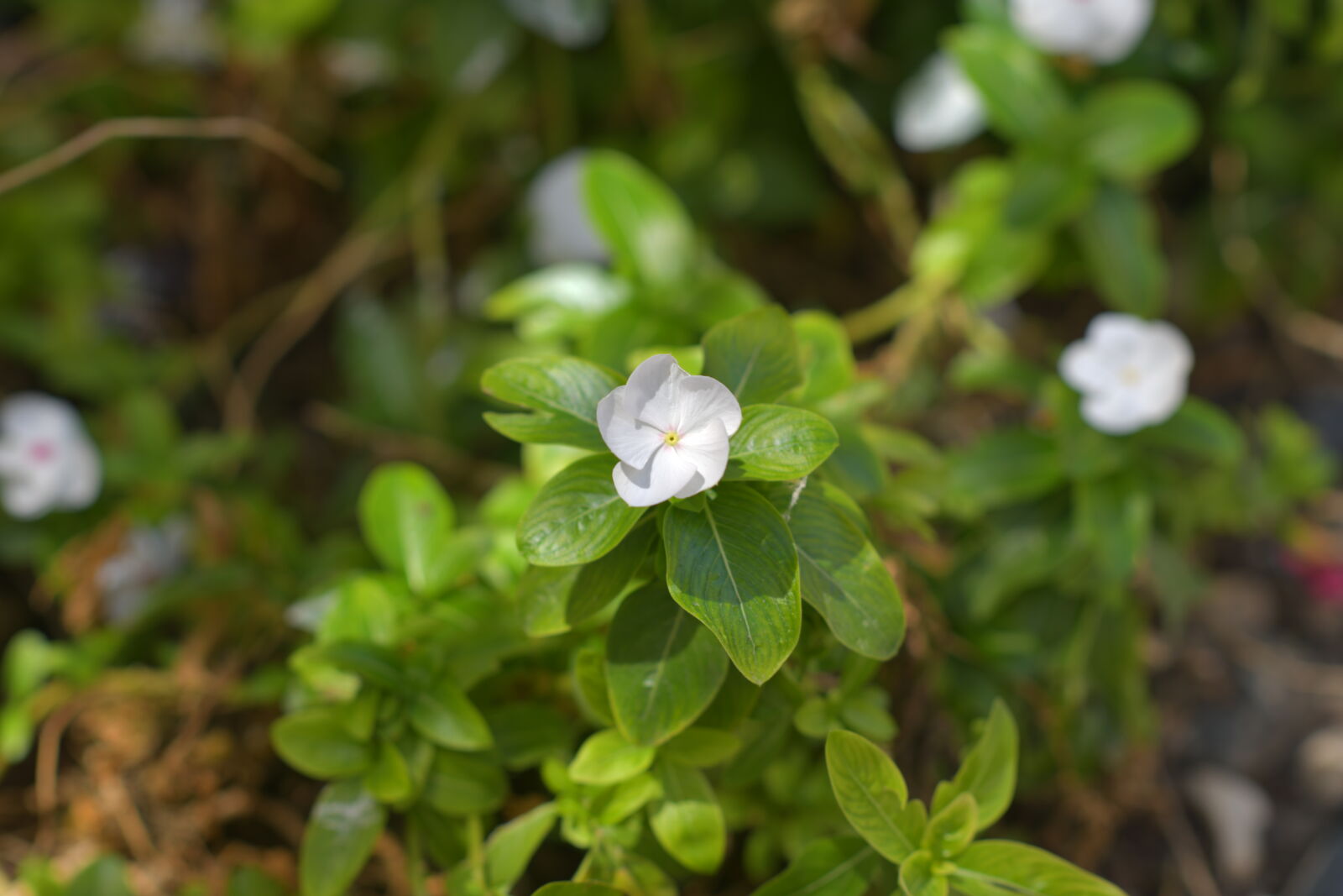 Nikon D850 sample photo