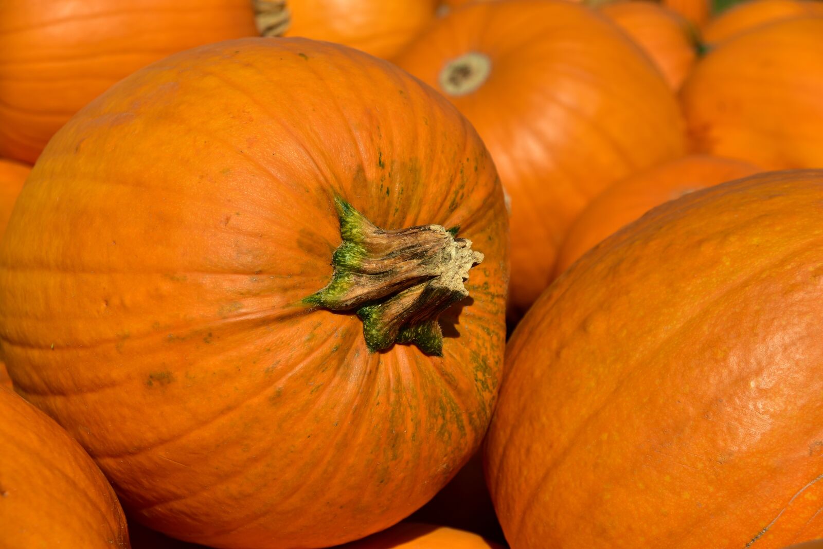 Nikon D750 sample photo. Pumpkin, halloween, autumn photography