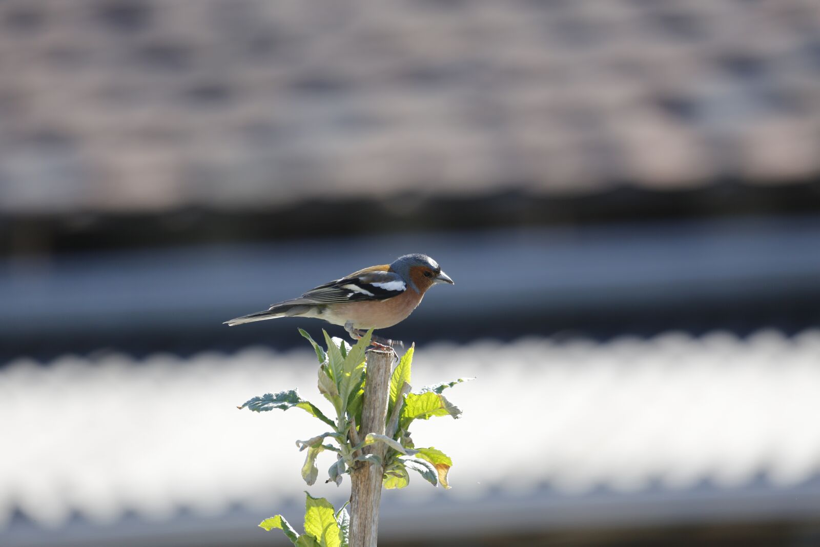Canon EF 100-400mm F4.5-5.6L IS USM sample photo. Chaffinch, bird, wild animal photography