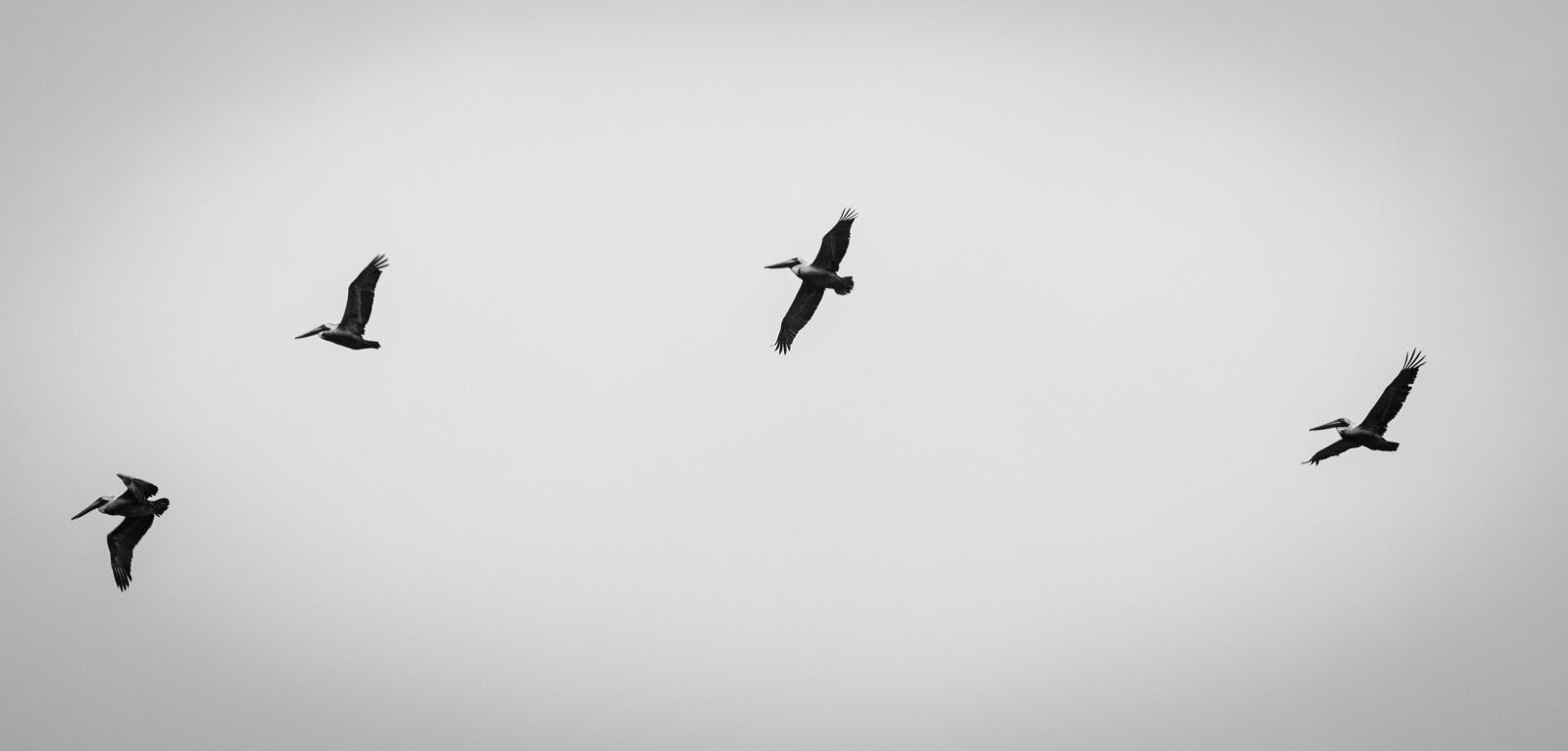 Nikon D7000 sample photo. Pelicans, birds, beach birds photography