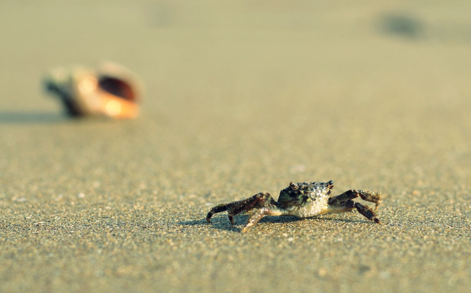 Canon EOS 650D (EOS Rebel T4i / EOS Kiss X6i) + Canon EF 50mm F1.8 II sample photo. Crab, beach, marine photography