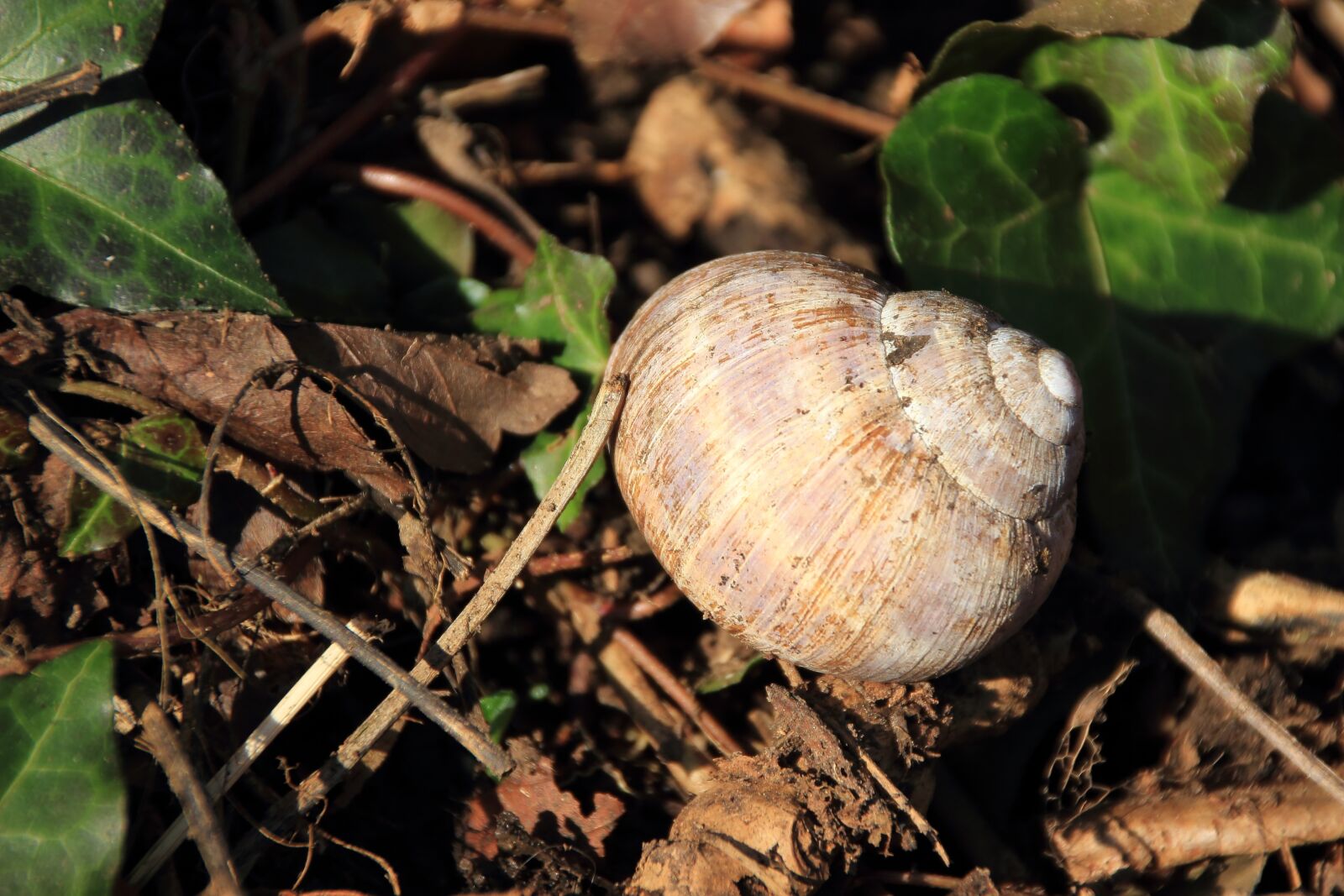 Canon EOS 600D (Rebel EOS T3i / EOS Kiss X5) sample photo. Snail, shell, snail shell photography