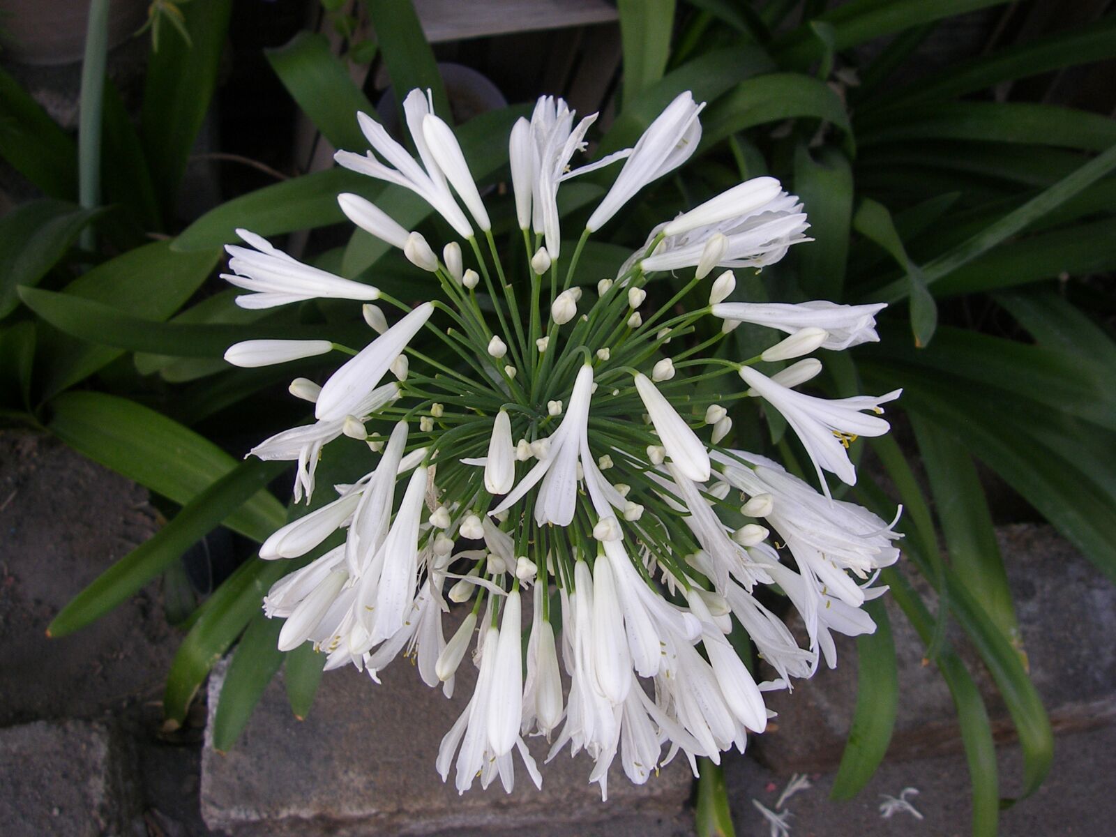 Olympus SP700 sample photo. Flower, white, white flower photography