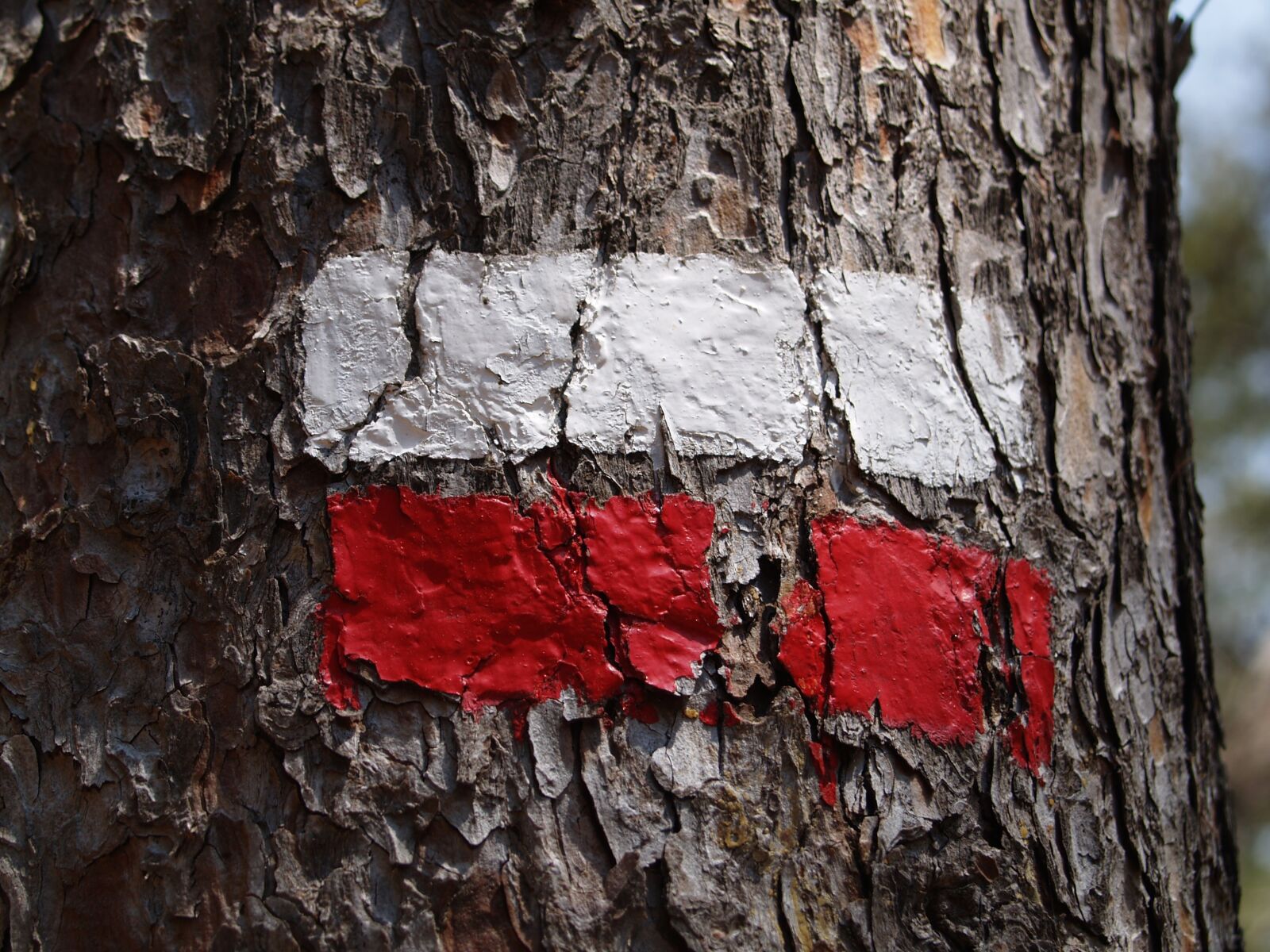 Olympus E-330 (EVOLT E-330) sample photo. Tag, wood, flag photography