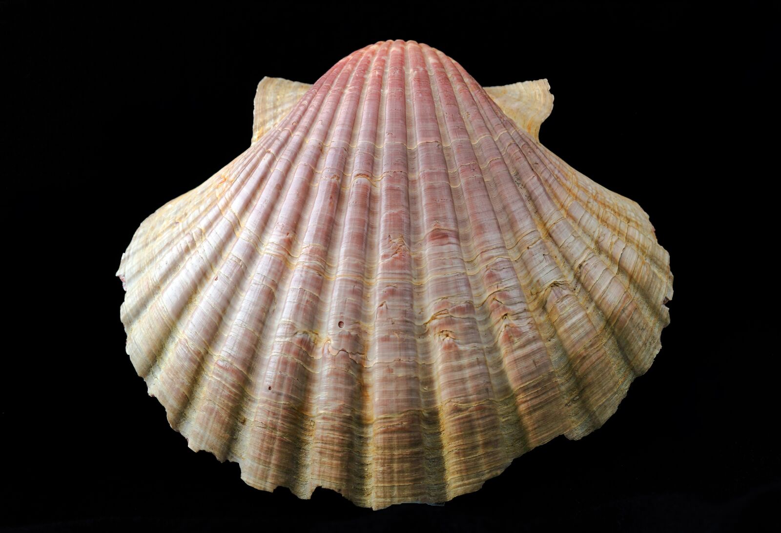 Canon EOS 400D (EOS Digital Rebel XTi / EOS Kiss Digital X) sample photo. Seashell, pattern, form photography