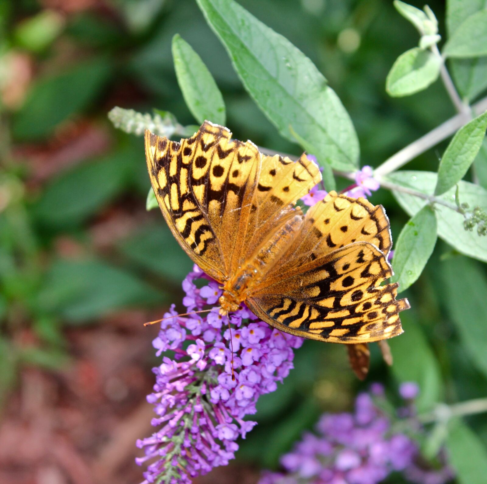 Canon EOS 550D (EOS Rebel T2i / EOS Kiss X4) sample photo. Butterfly, broken wing, garden photography