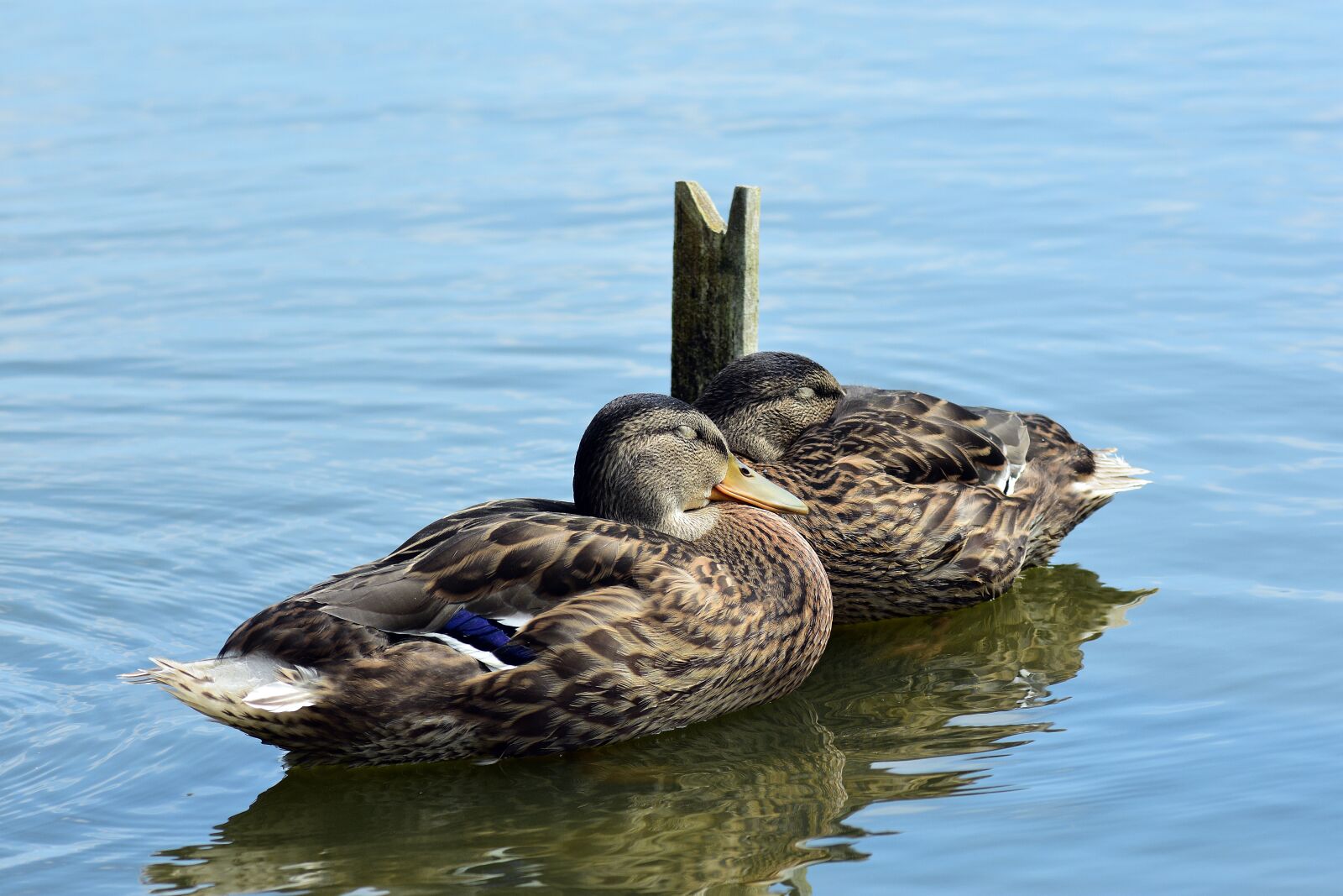 Nikon D3400 sample photo. Duck, water, pen photography