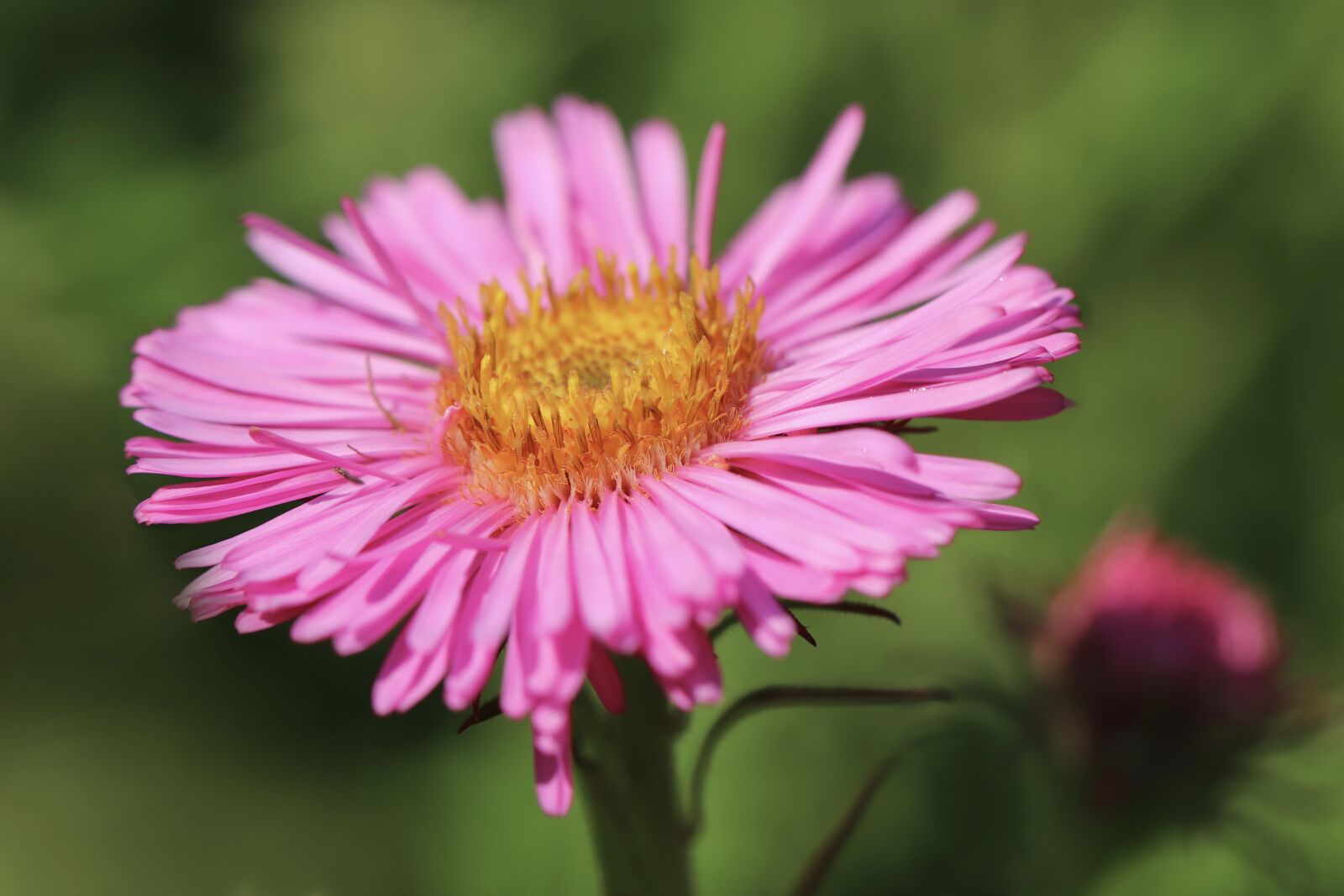 Canon EOS 800D (EOS Rebel T7i / EOS Kiss X9i) sample photo. Aster, blossom, bloom photography