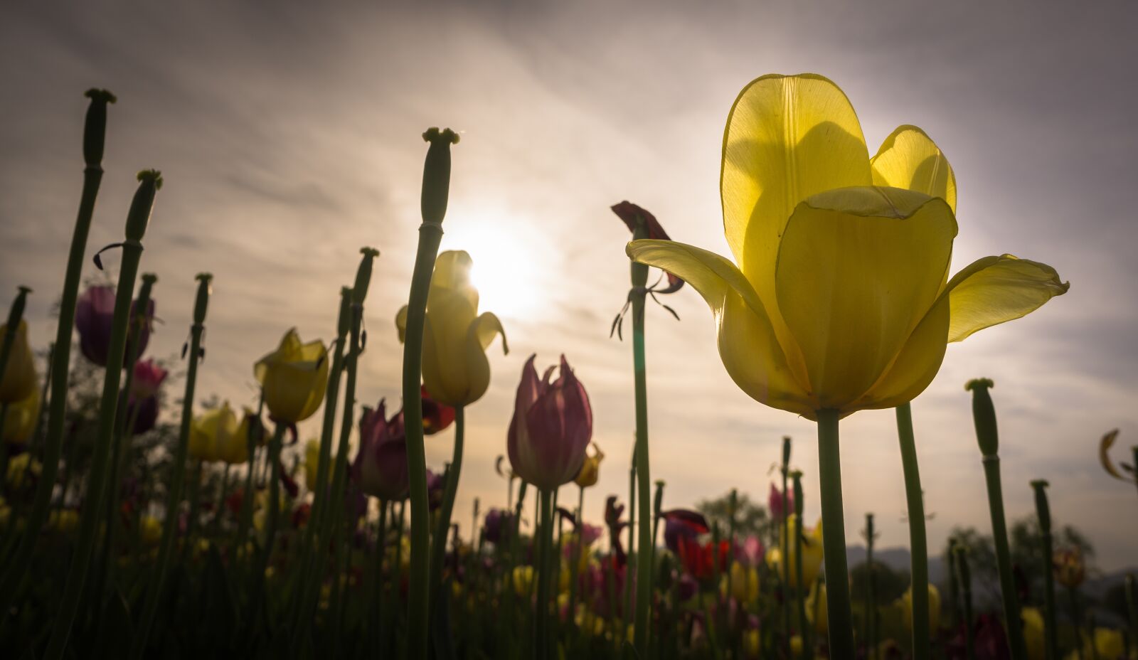 Sony Alpha NEX-5N sample photo. Tulip, flowers, nature photography