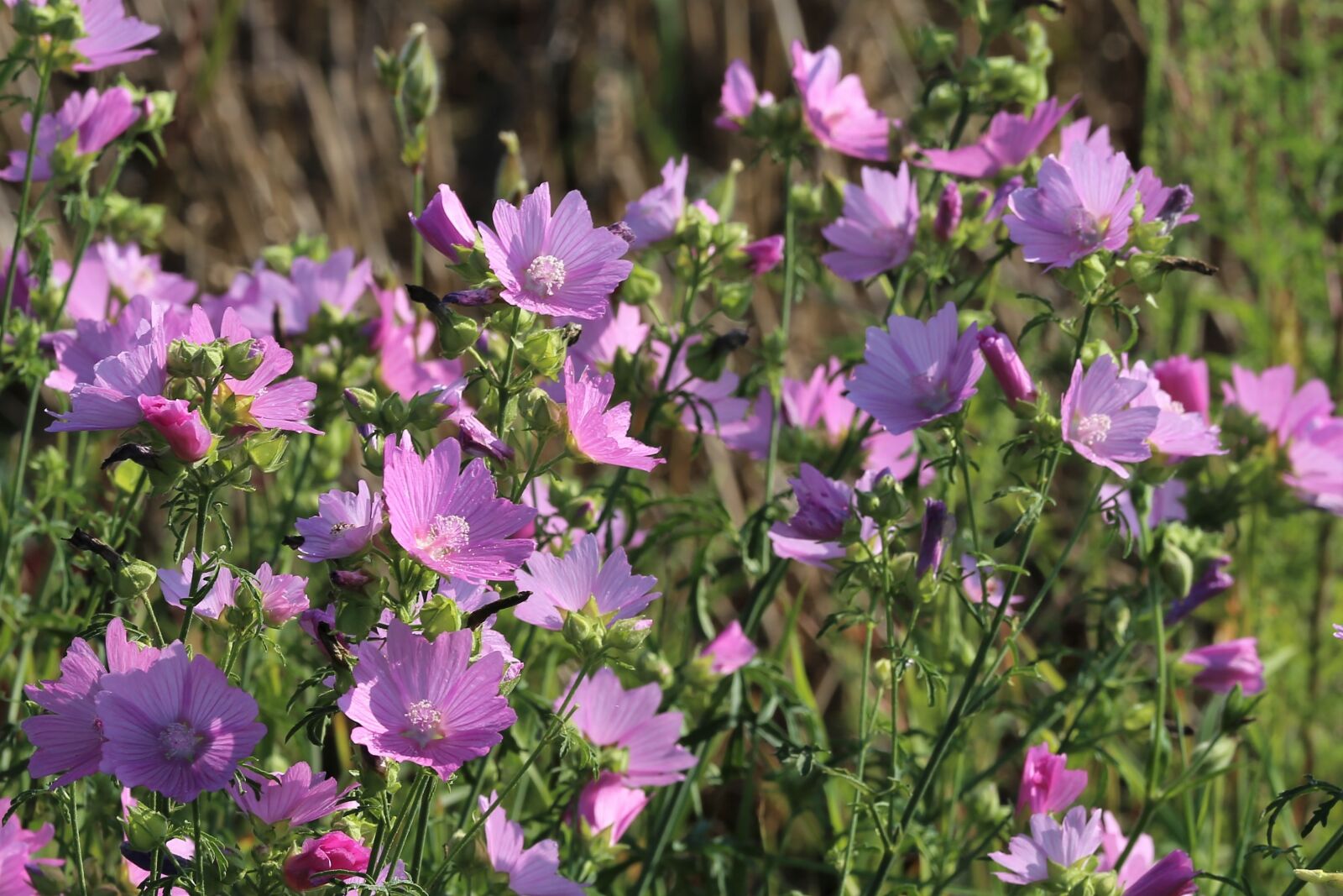 Canon EF 70-300 F4-5.6 IS II USM sample photo. Marshmallow bush, malva alcea photography