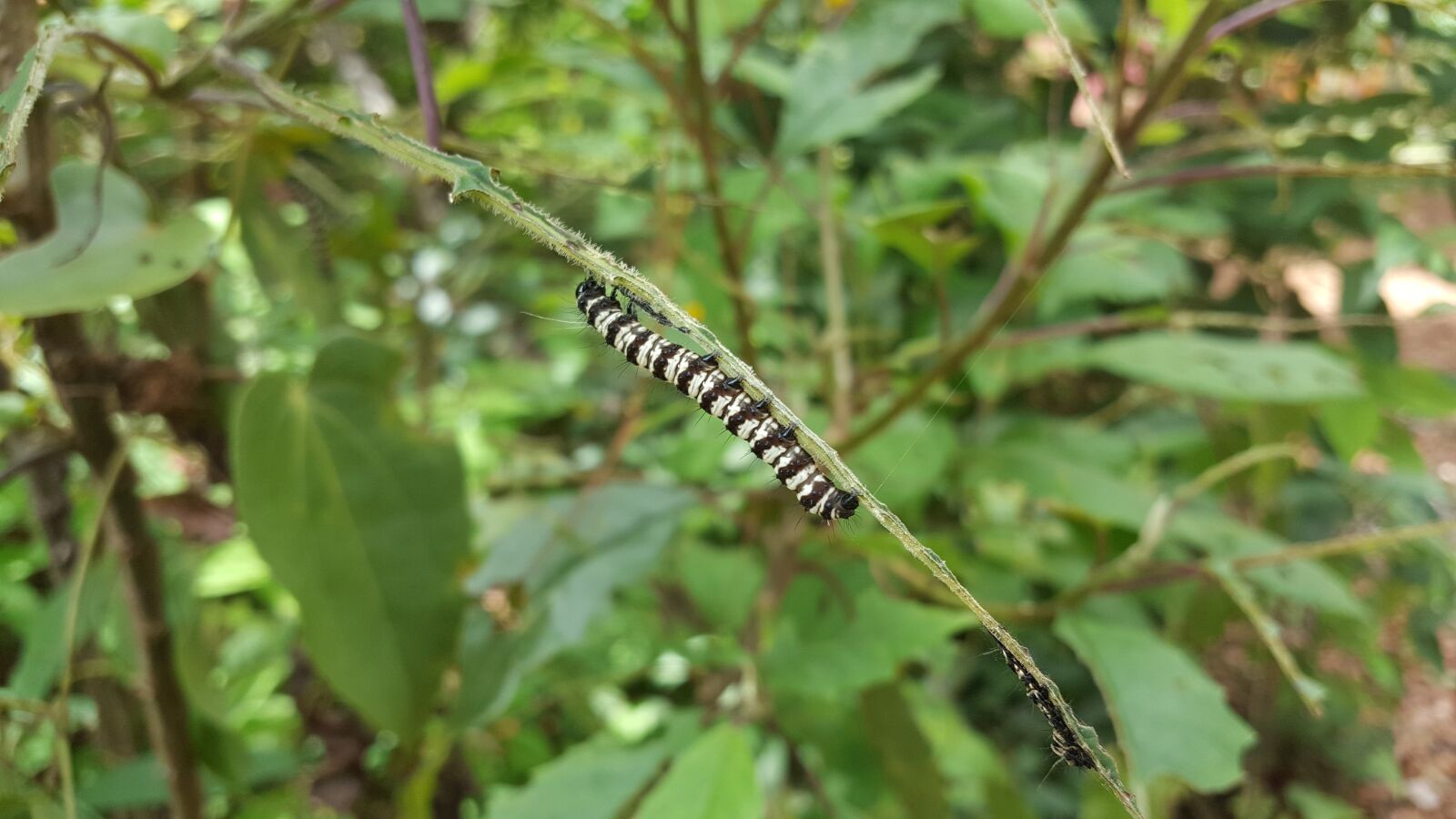 Samsung Galaxy Note5 sample photo. Bug, green, nature photography