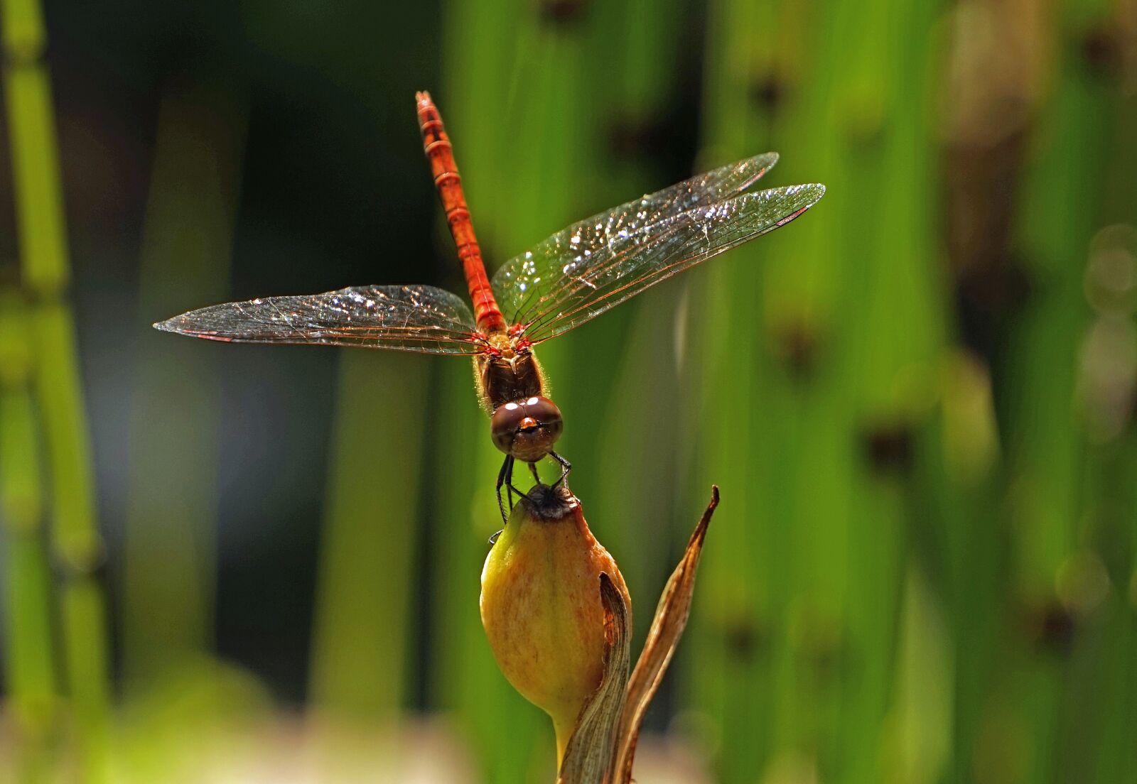 Sony a7 + Sony E 55-210mm F4.5-6.3 OSS sample photo. Dragonfly, halm, insect photography