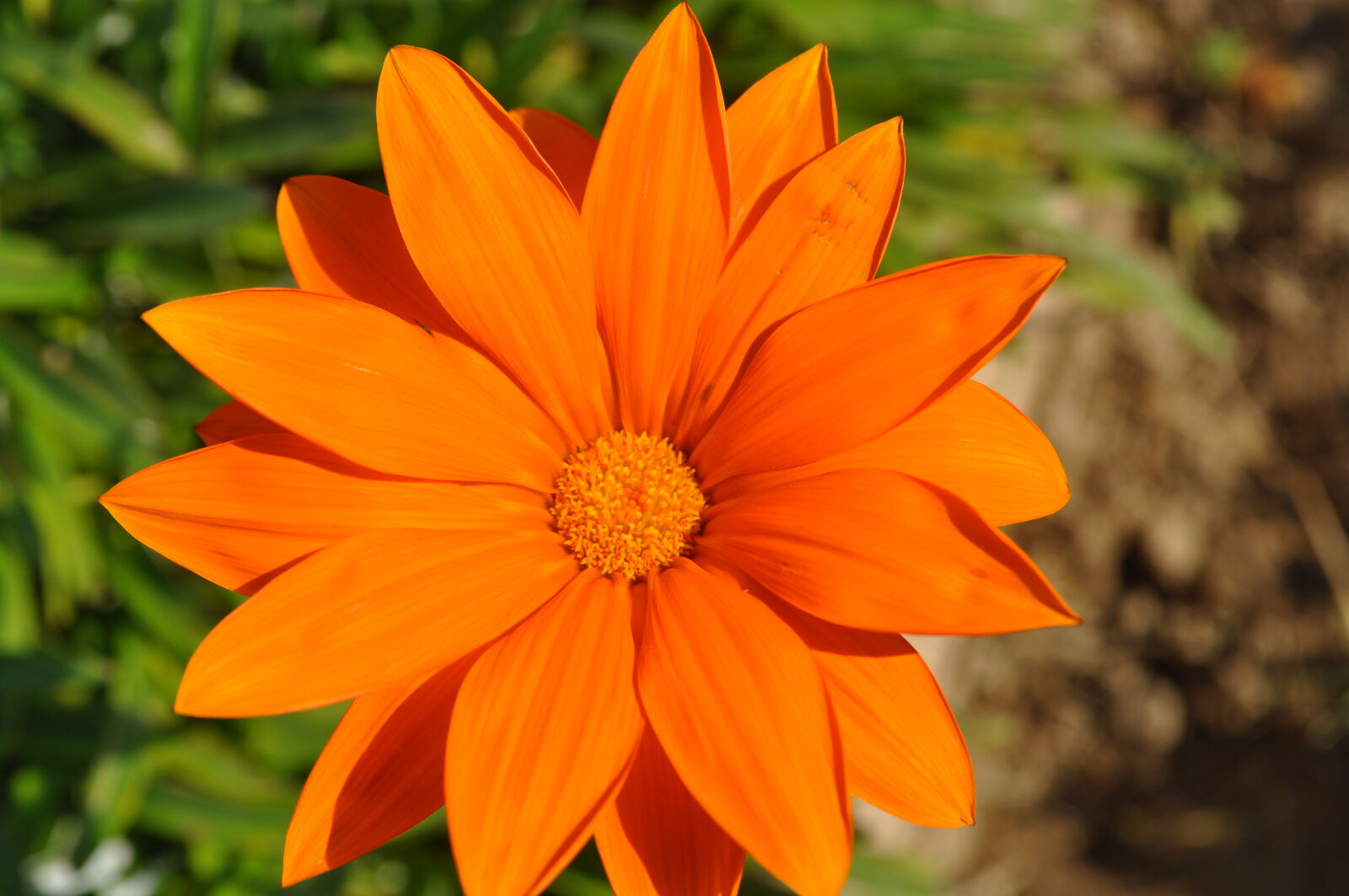 Nikon D5000 sample photo. Close, up, of, orange photography