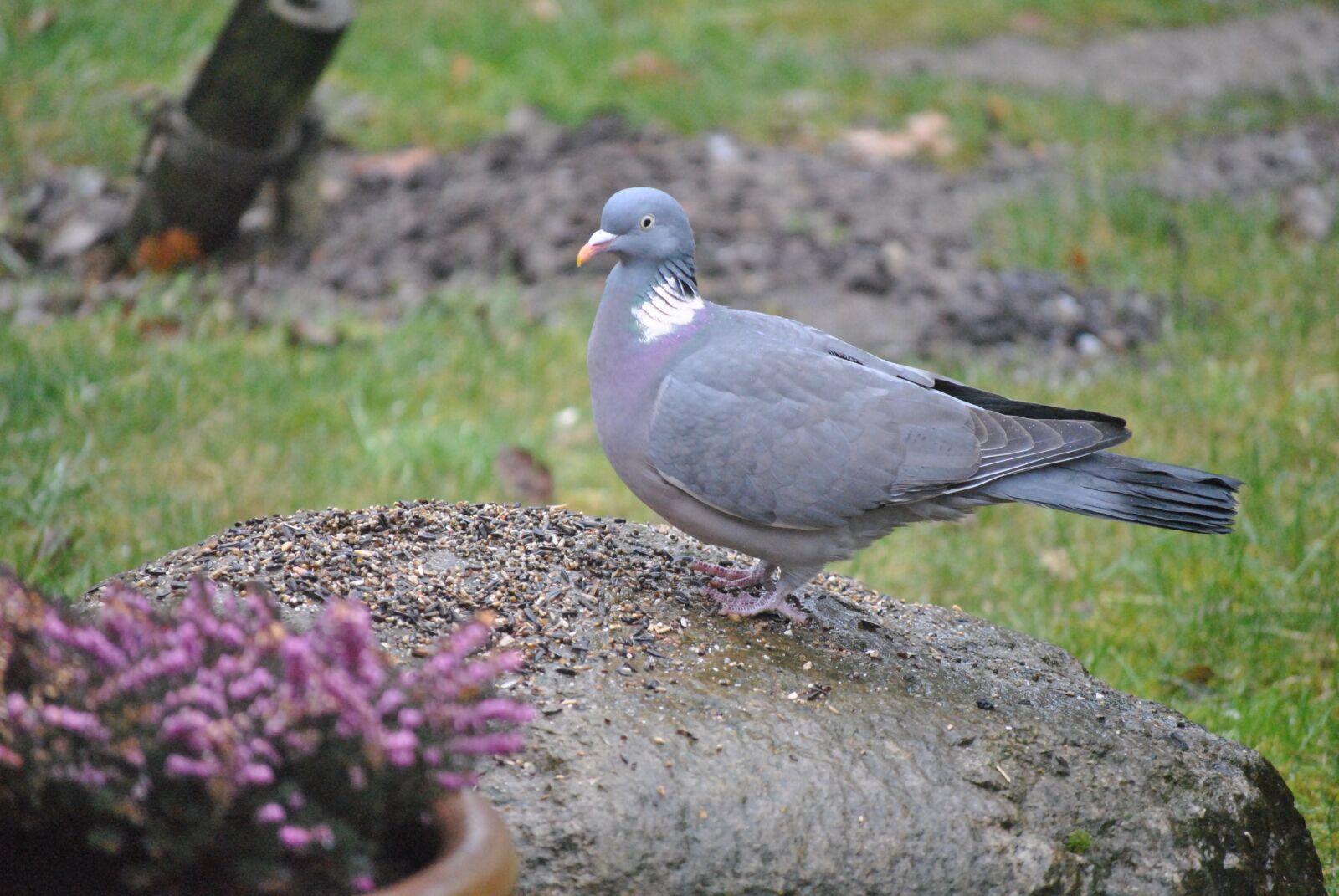 Nikon D3000 sample photo. Ringdove, bird, turtle dove photography