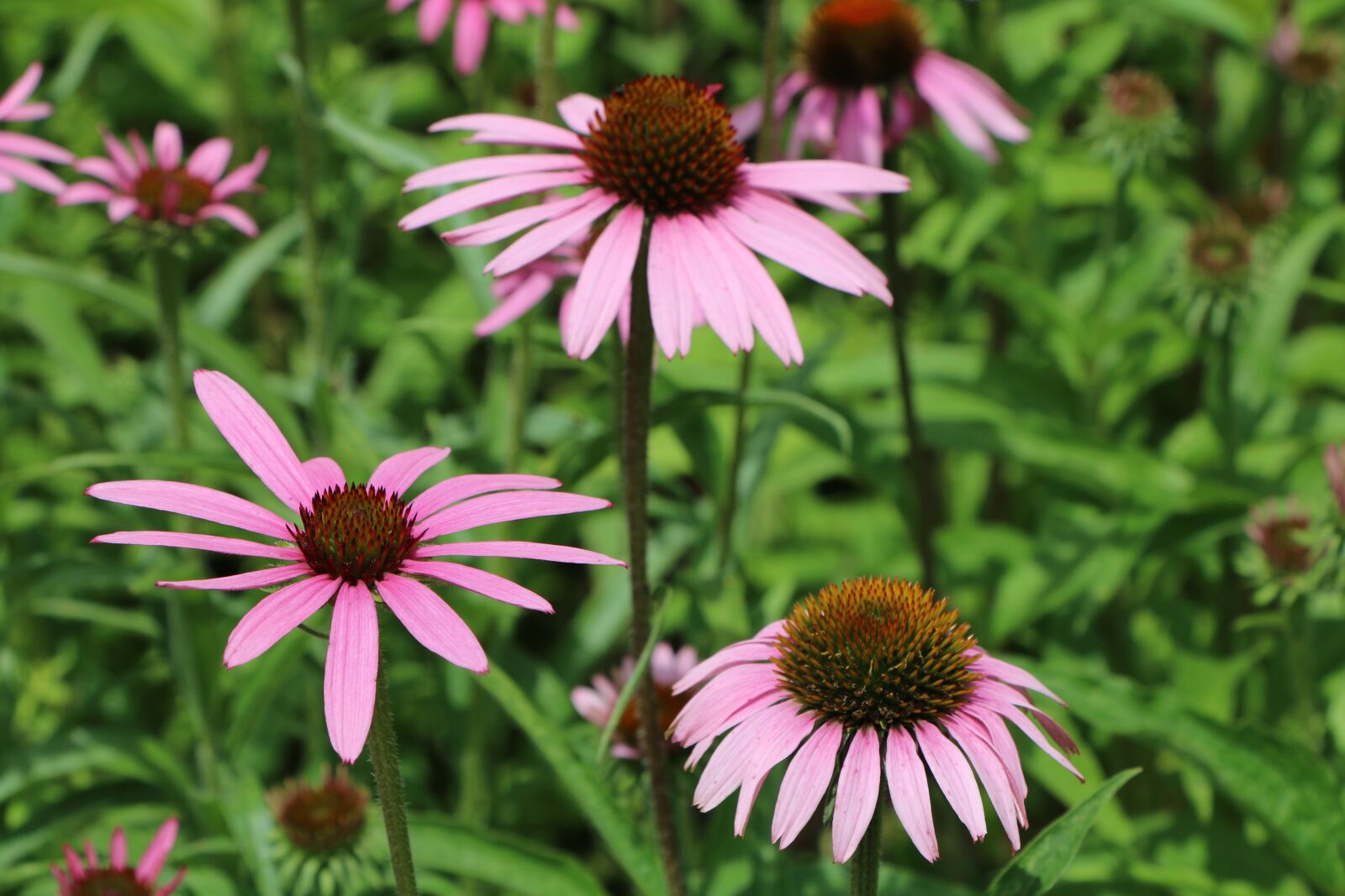 Canon EOS 70D sample photo. Flower, nature, summer photography
