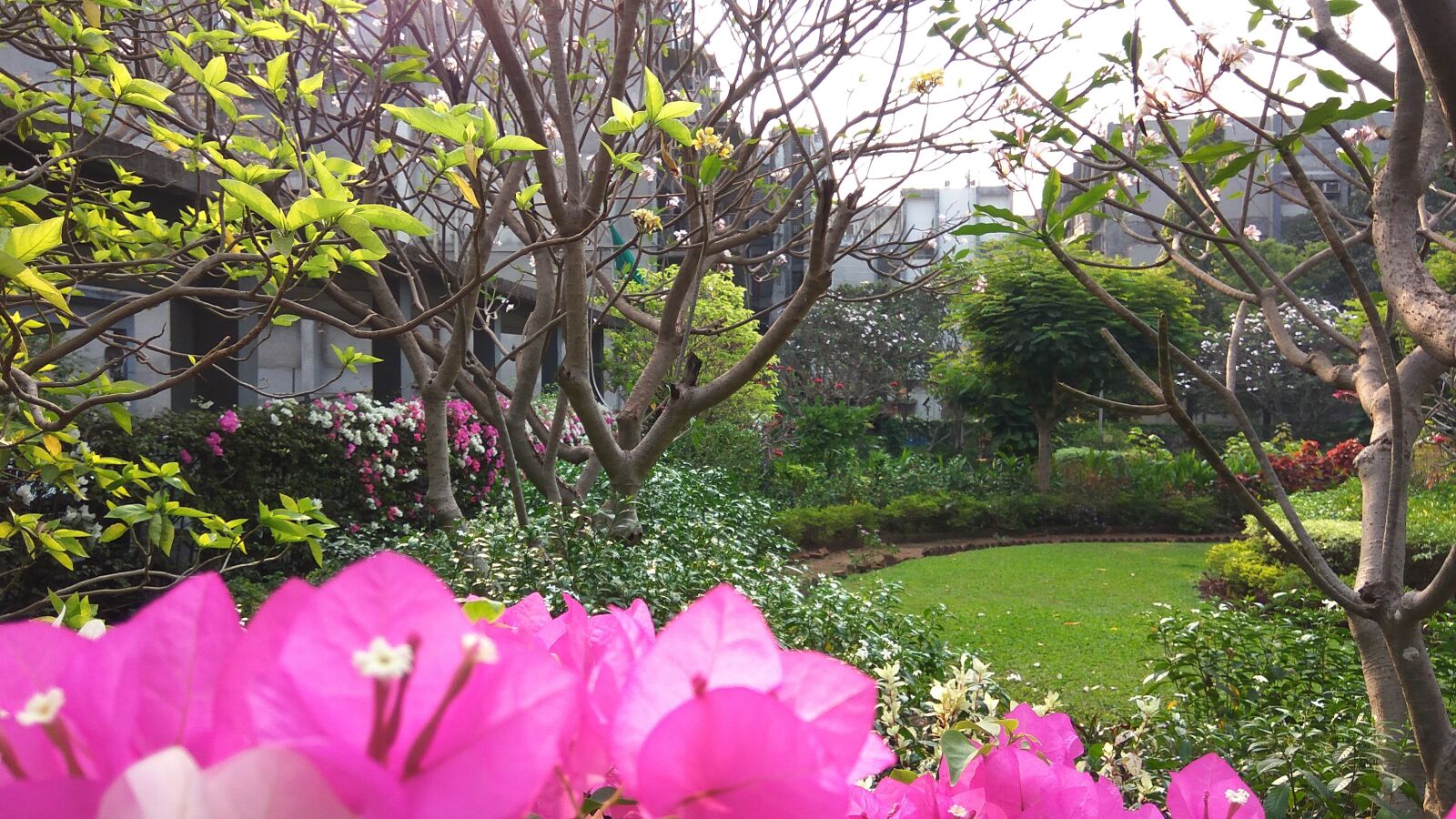Xiaomi Redmi Note3 sample photo. Garden, beautiful garden, rose photography