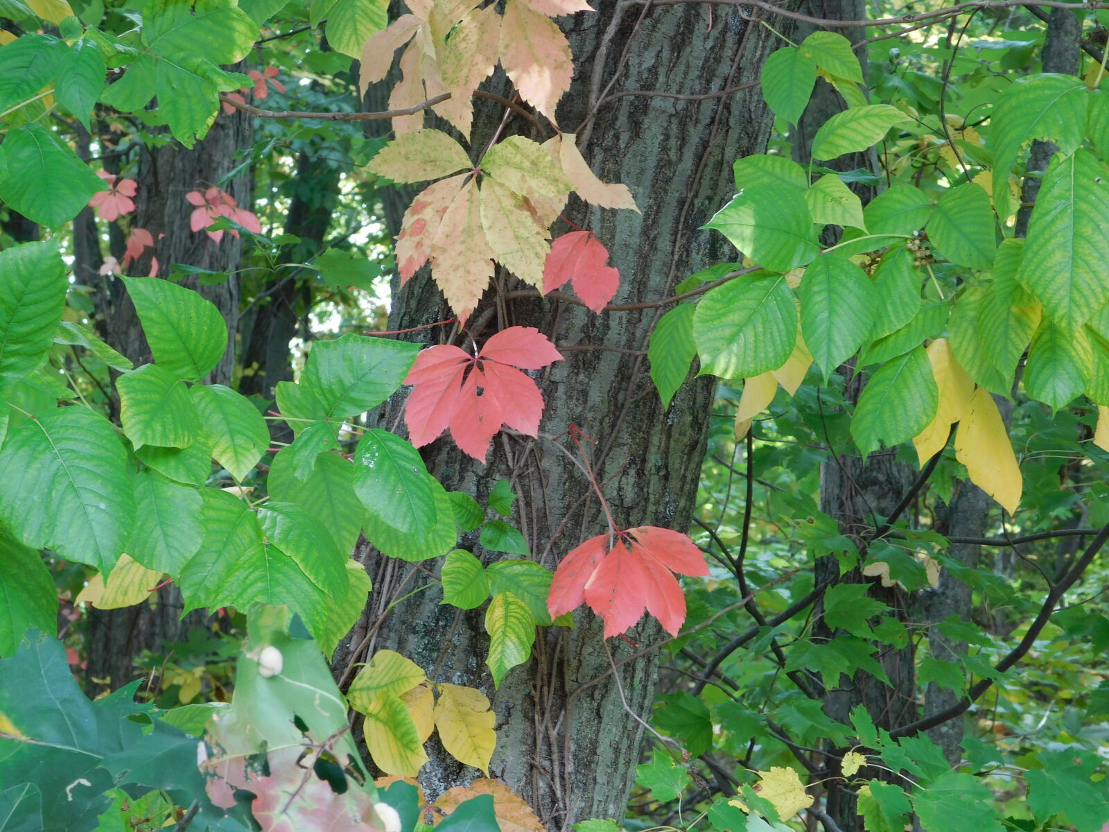 Nikon Coolpix L840 sample photo