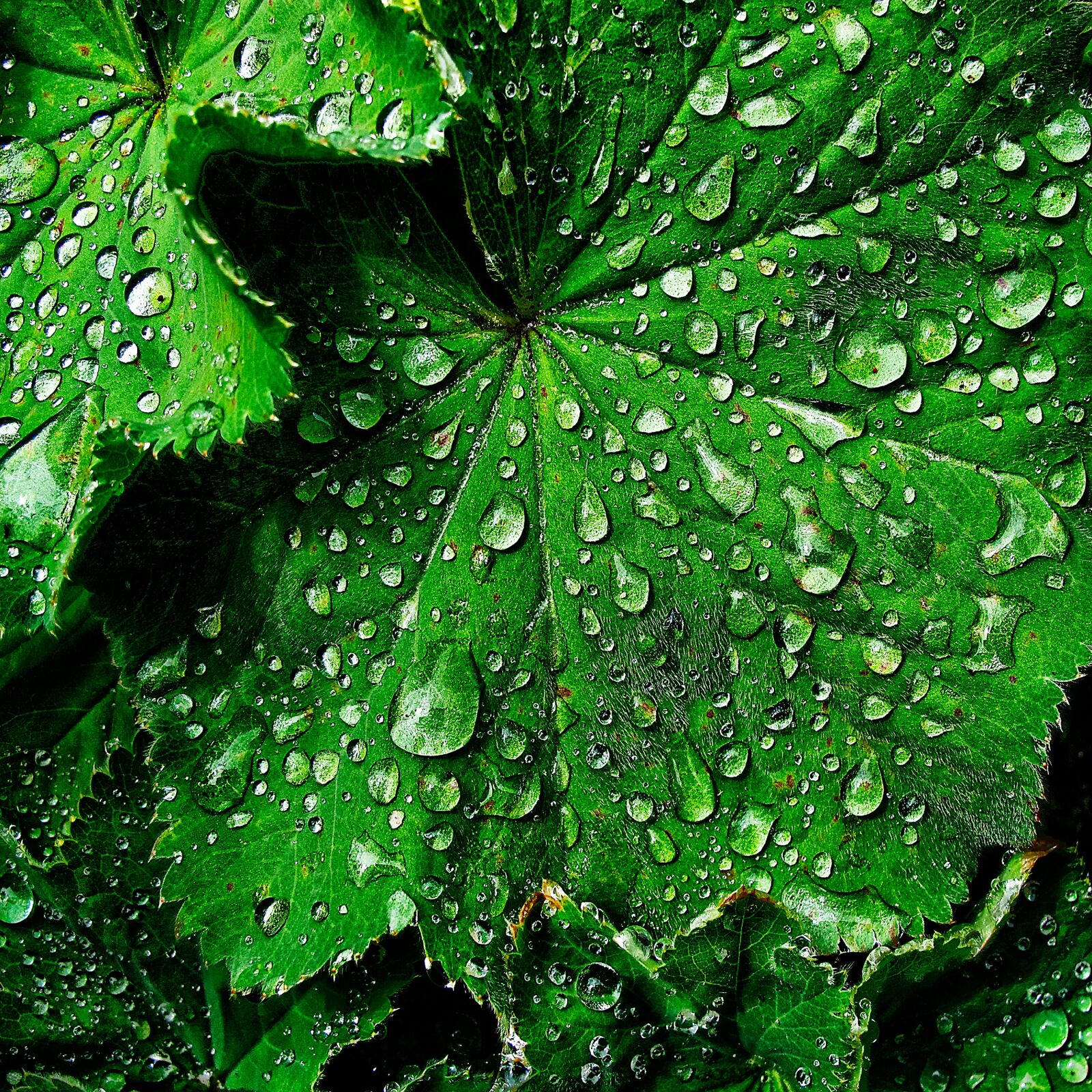 Canon PowerShot G12 sample photo. Leaf, raindrop, beaded photography