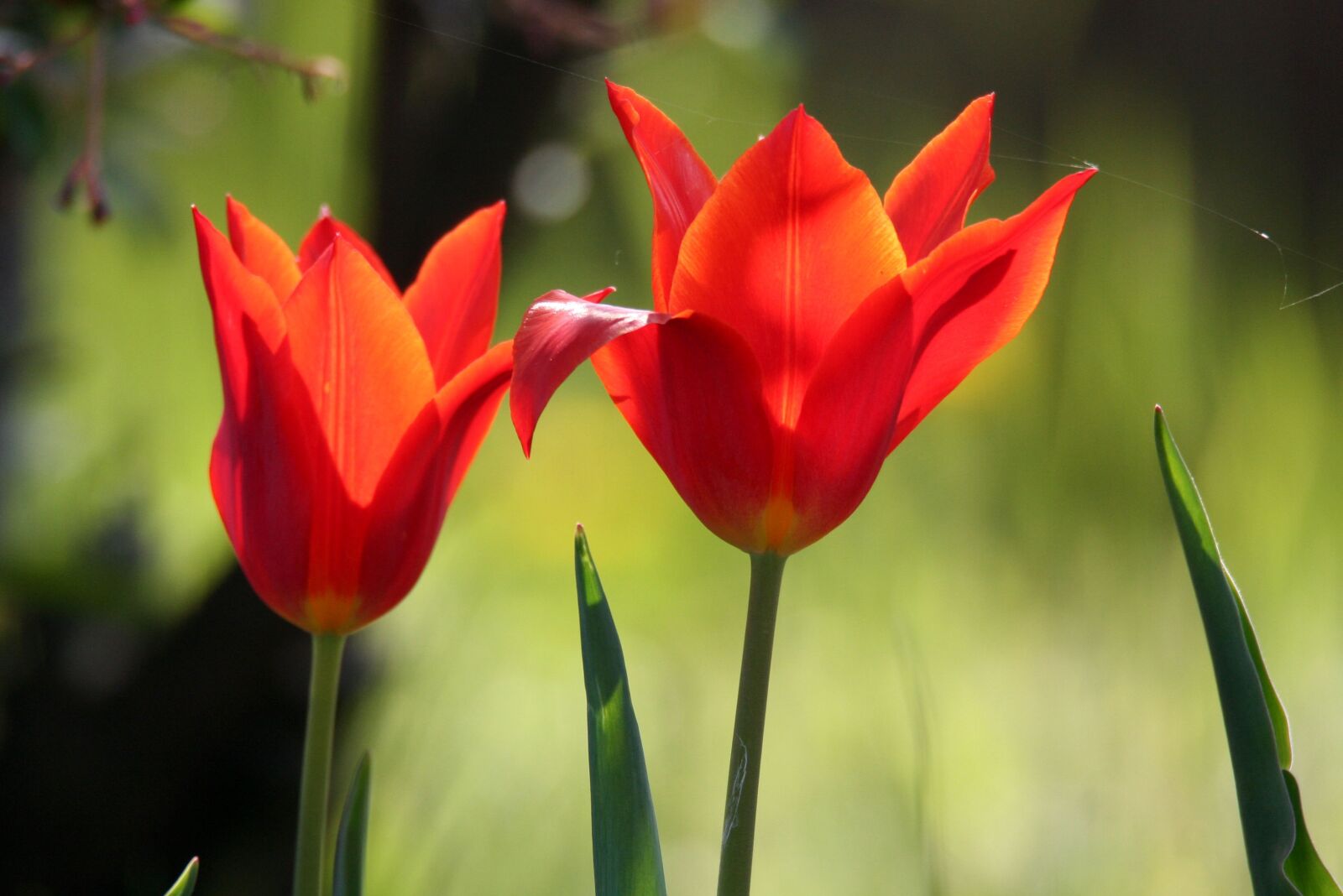 Canon EOS 350D (EOS Digital Rebel XT / EOS Kiss Digital N) sample photo. Flowers, tulips, spring photography