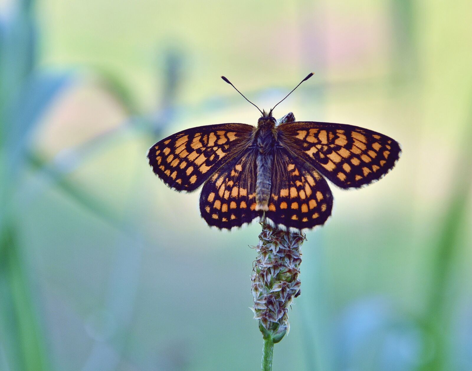 Nikon D7100 sample photo. Butterfly, nature, summer photography
