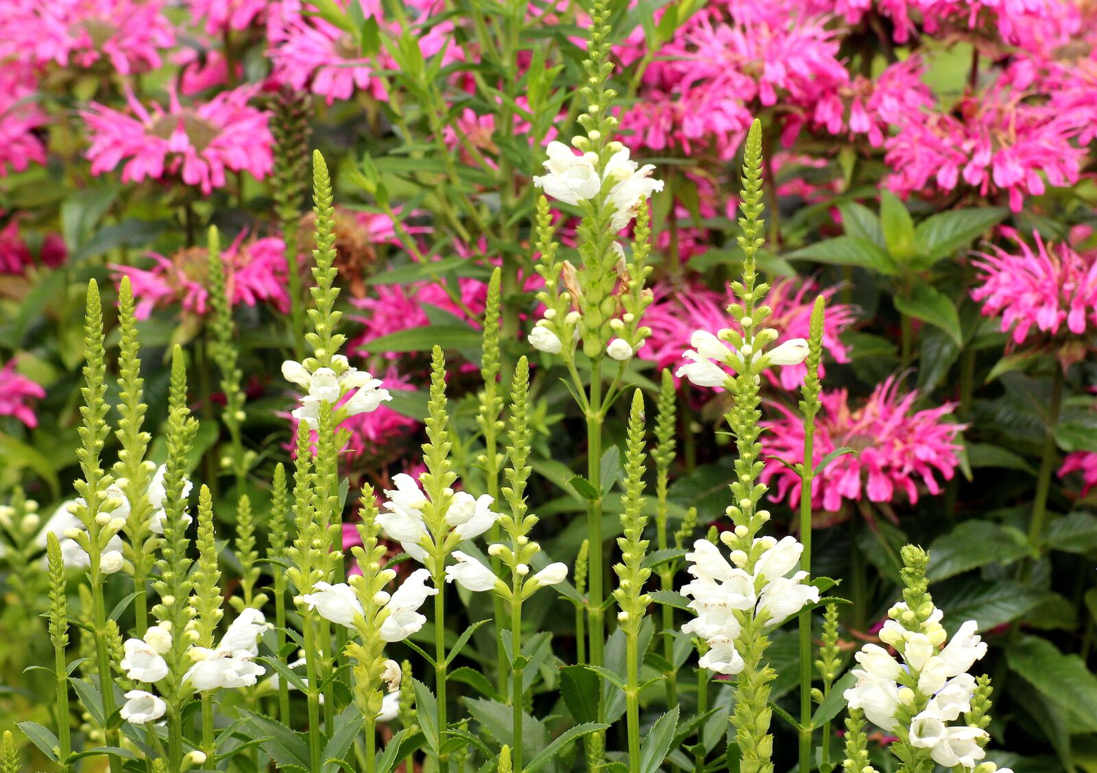 Canon EOS 1200D (EOS Rebel T5 / EOS Kiss X70 / EOS Hi) sample photo. Flowers, vegetation, summer photography