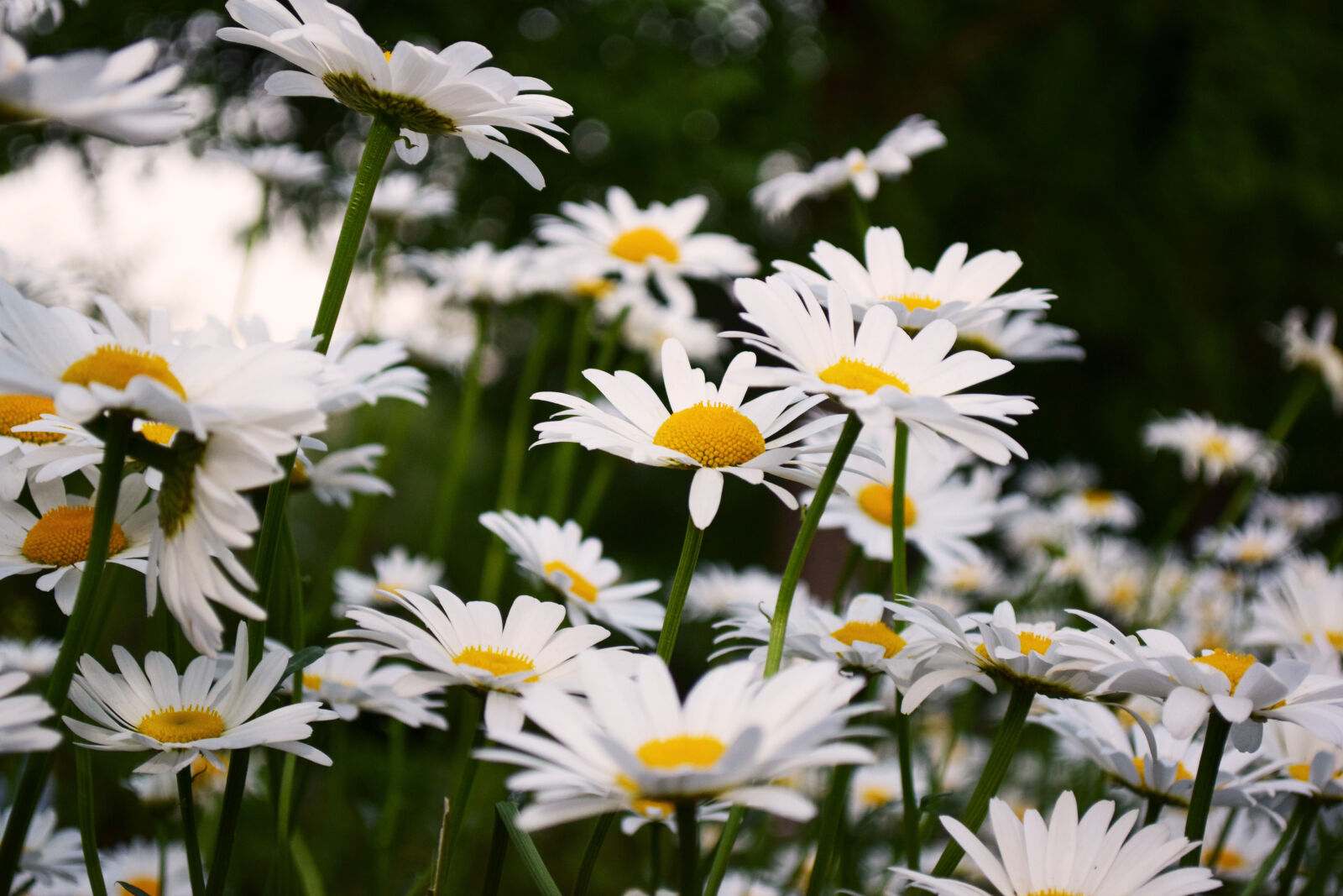Nikon D5300 sample photo. Blur, daisies, flowers, petals photography