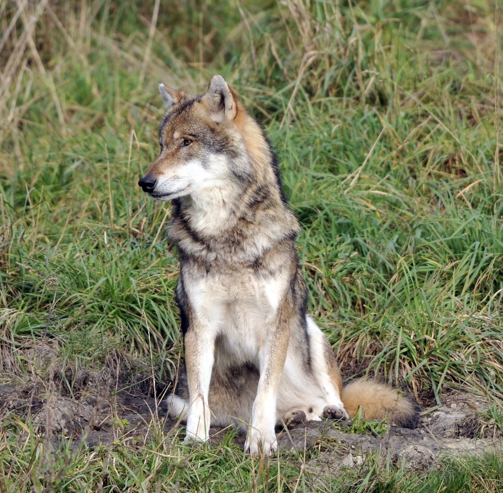 Nikon D300 sample photo. Wildlife park, poing, wolf photography