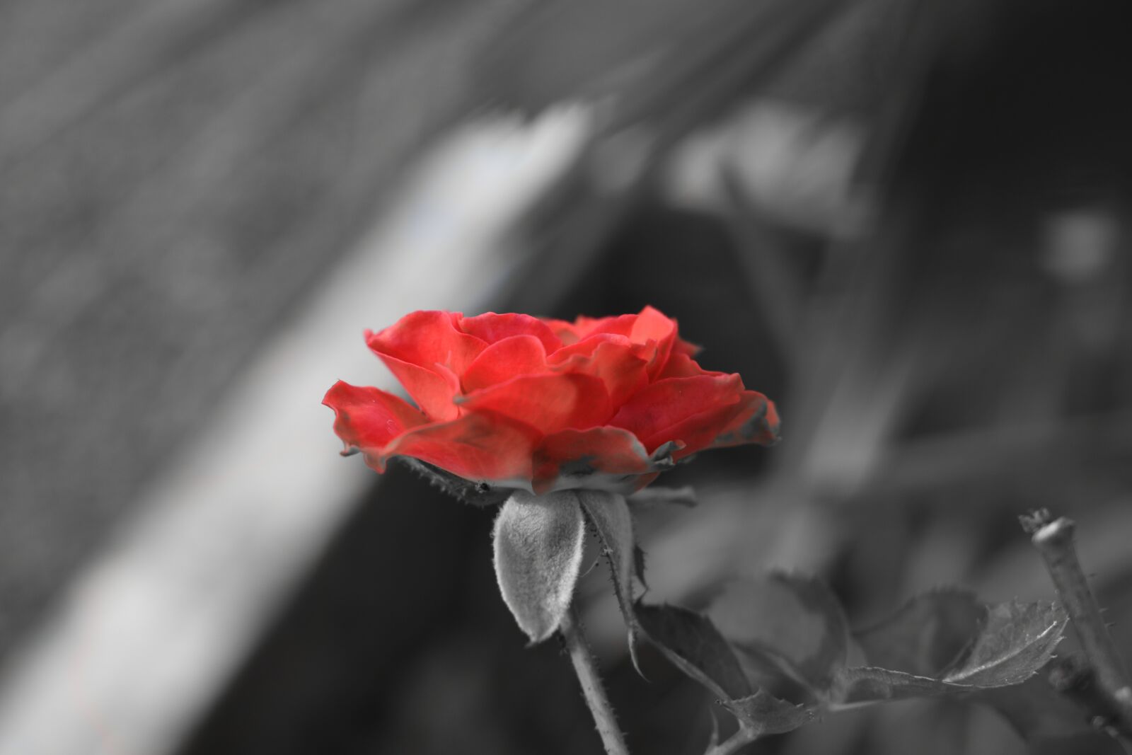 Nikon D3400 sample photo. Rose, red rose, red photography