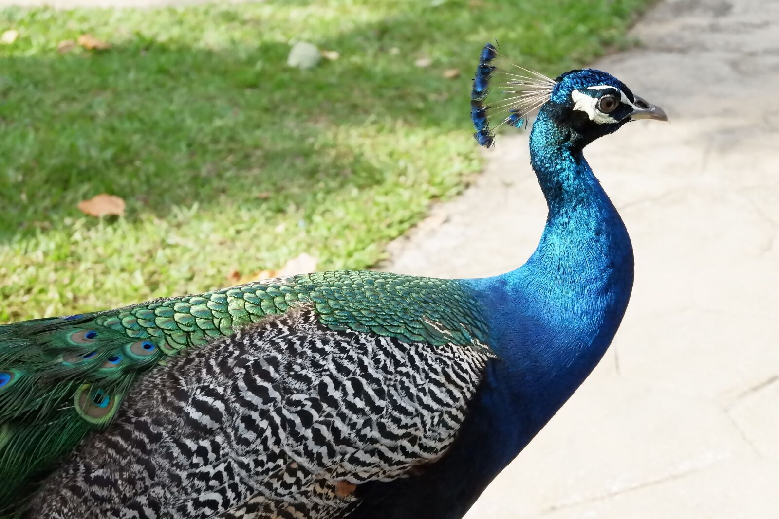 Fujifilm X-A10 sample photo. Bird, peacock, blue photography