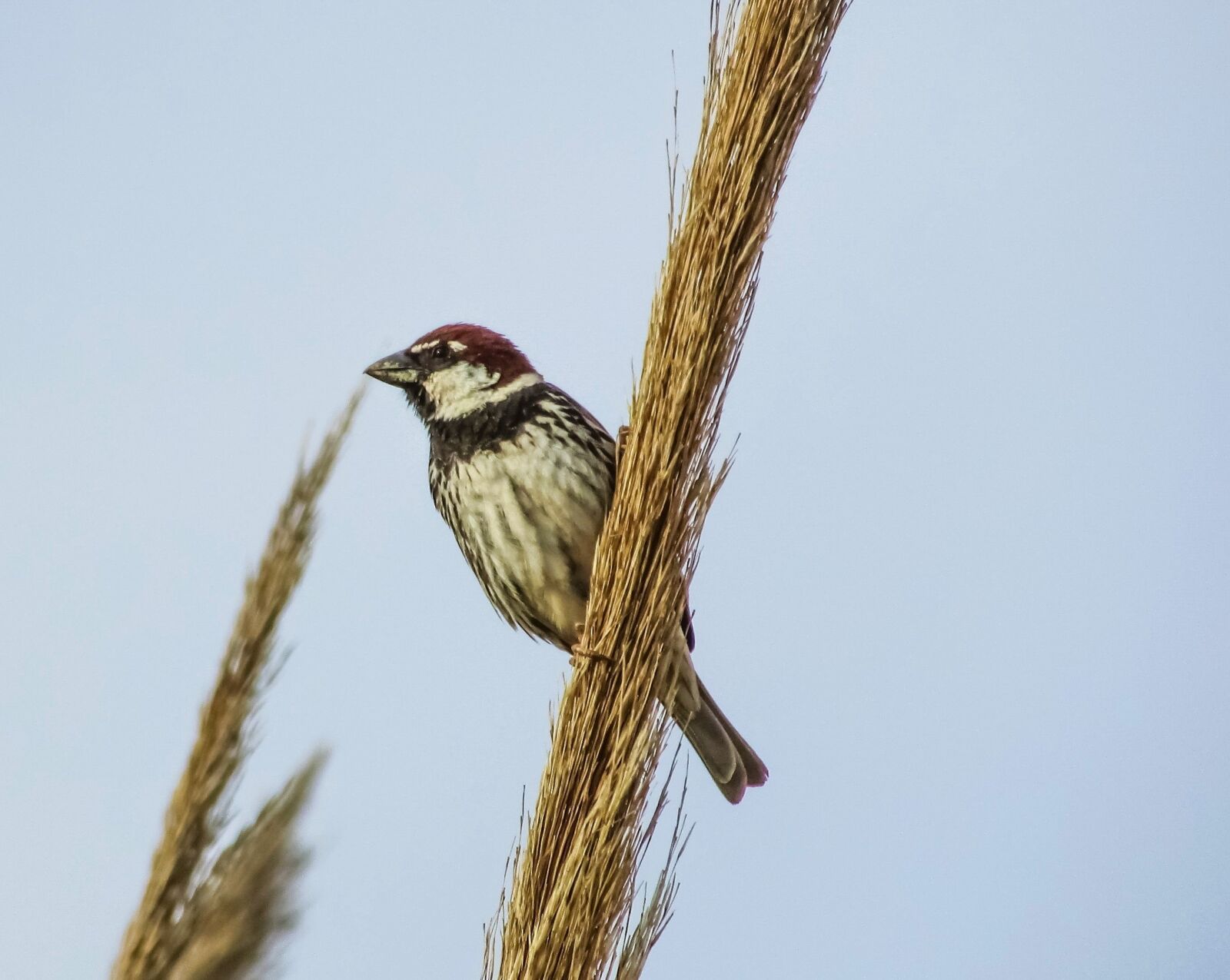 Canon PowerShot SX400 IS sample photo. Sparrow, bird, sitting photography