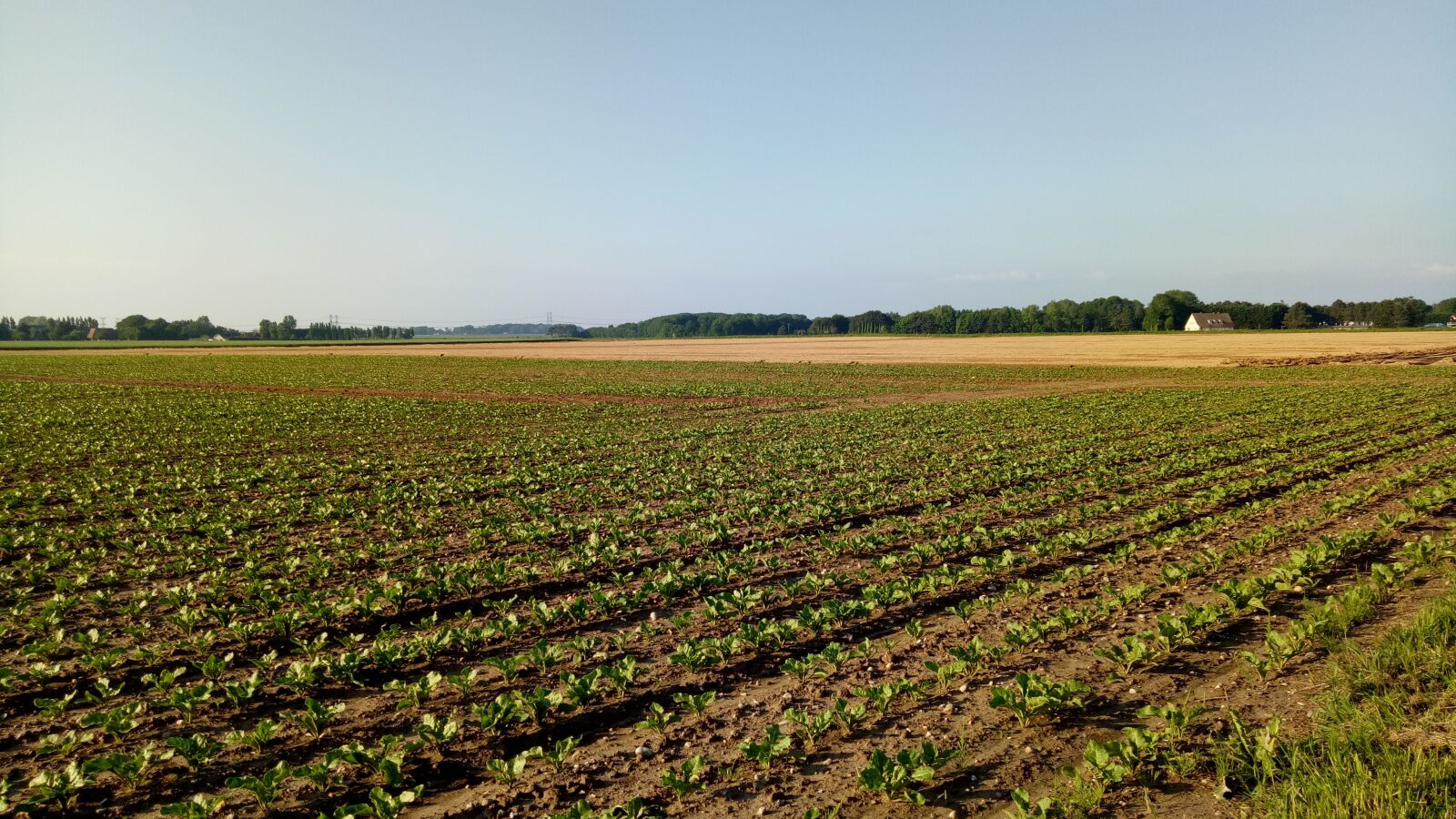 OPPO A1601 sample photo. Landscape, agricultural land photography