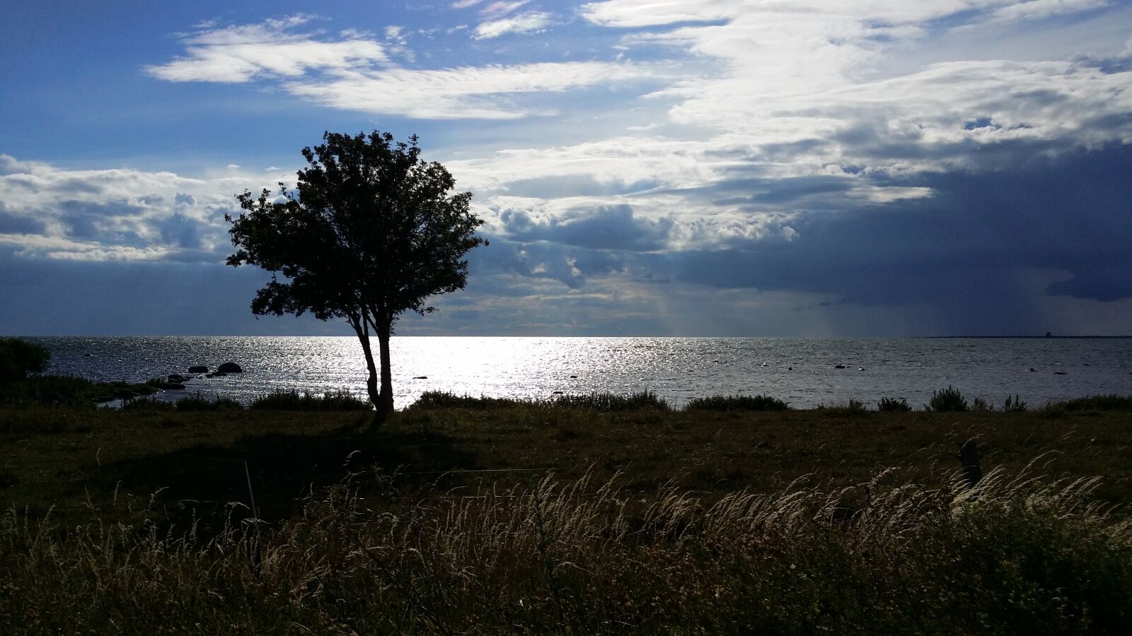 Samsung Galaxy S4 sample photo. Tree, backlight, gotland photography