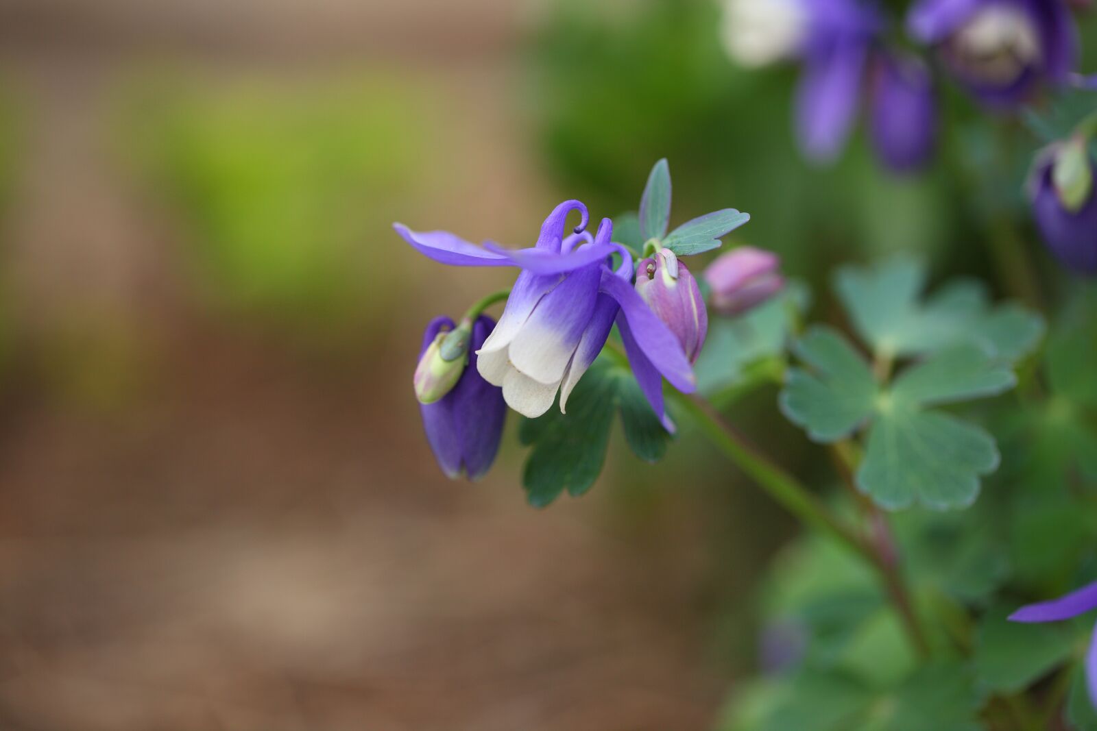 Canon EOS 5D Mark II sample photo. Plants, nature, flowers photography