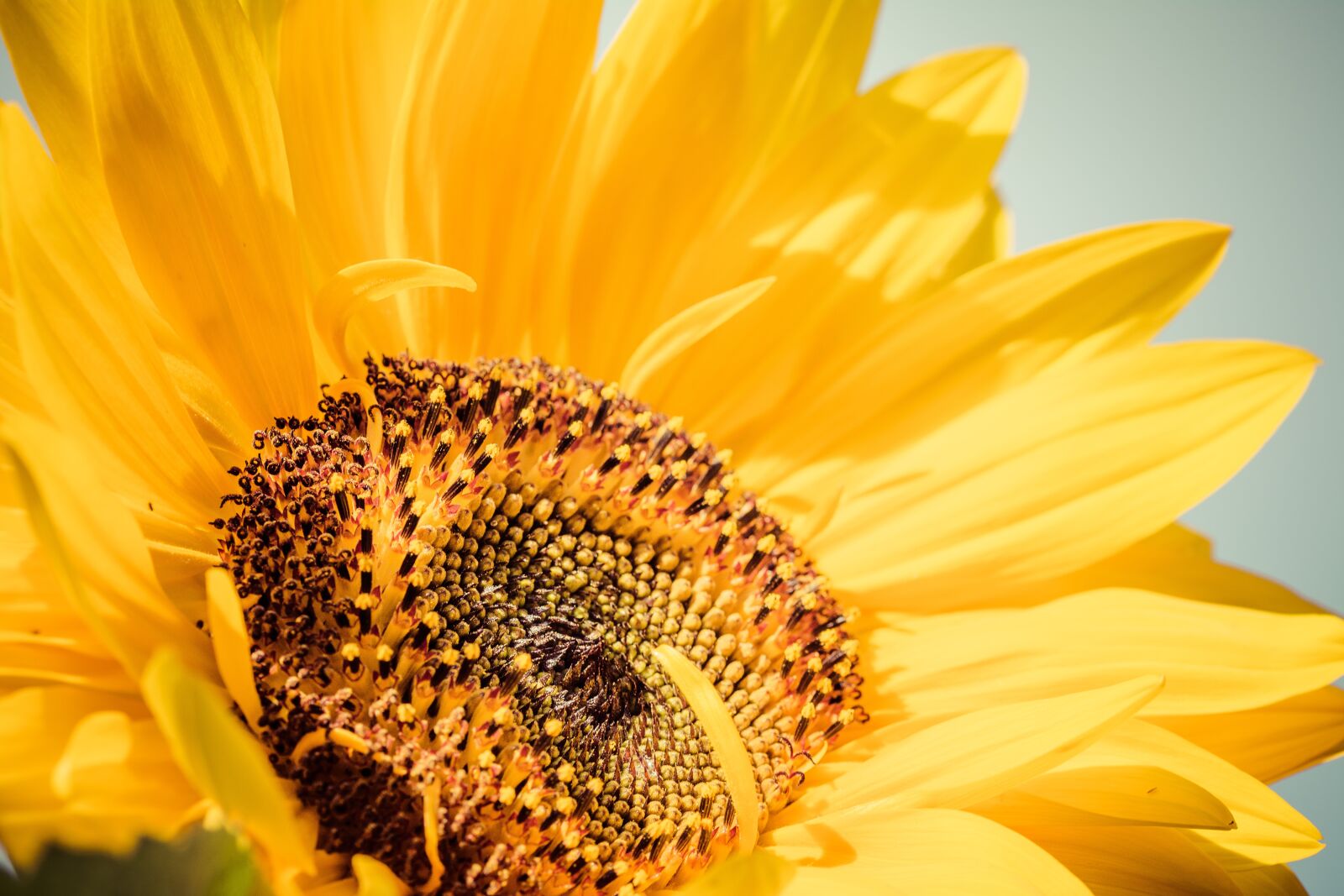 Nikon D5200 sample photo. Sunflower, yellow, sun photography