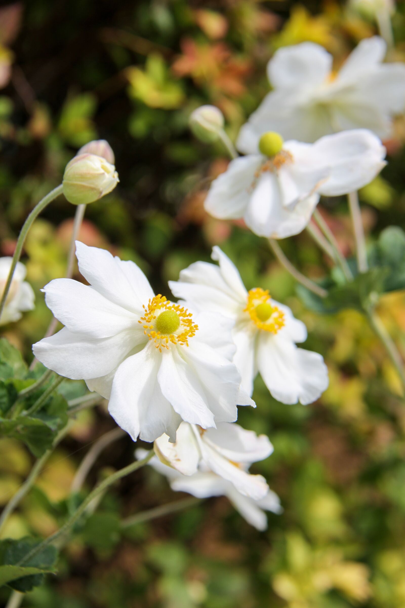 Canon EOS 7D sample photo. Anemone, fall, garden photography