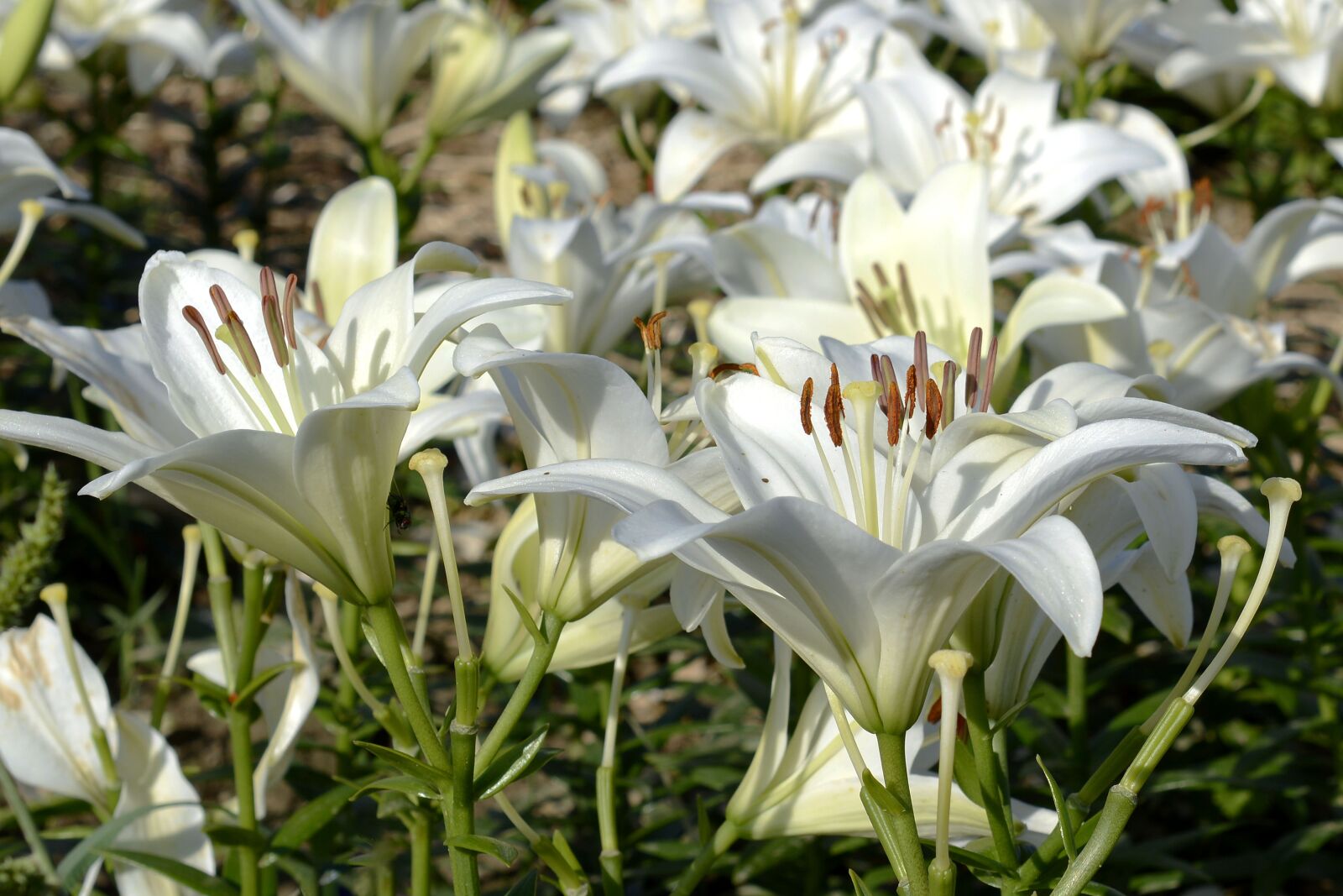 Nikon D7100 sample photo. Lily, blossom, bloom photography