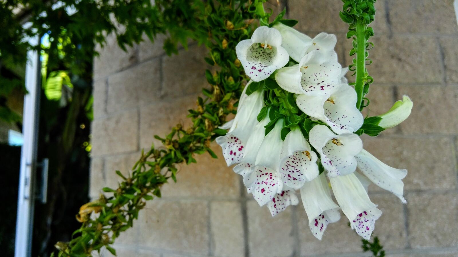 LG G4 sample photo. Flower, natural, ornamental trees photography